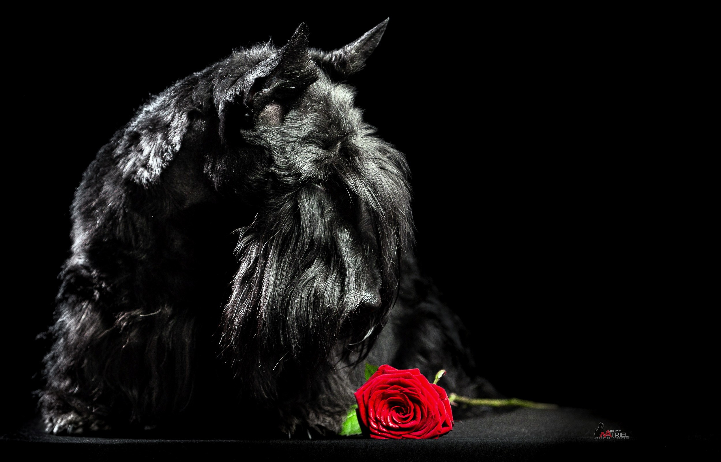 Собаки в студии — галерея NATRIEL