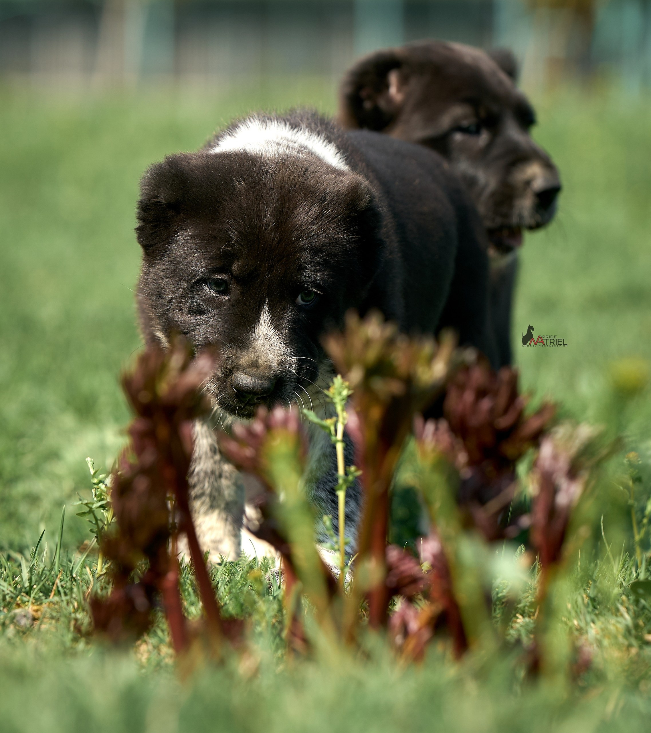Среднеазиаты — щенки и взрослые