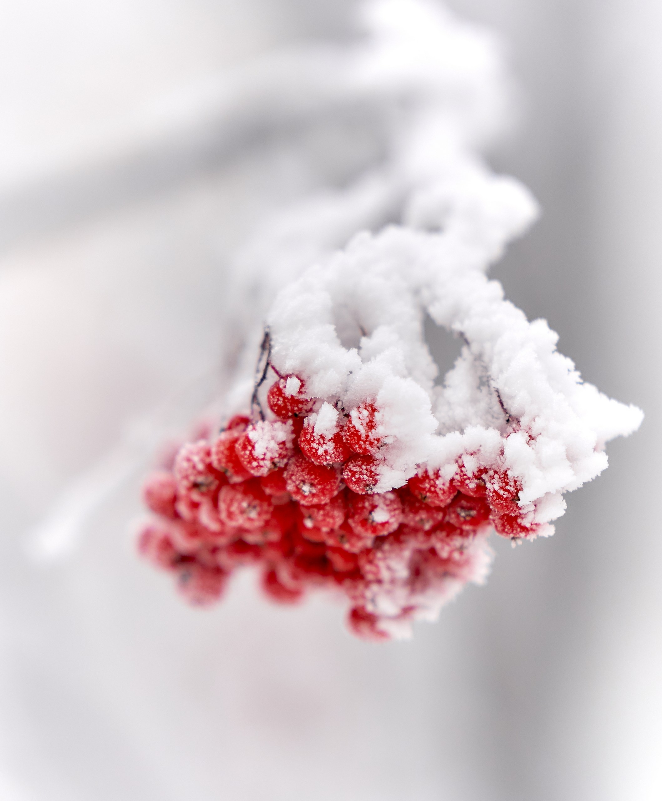 Лютики-цветочки — галерея NATRIEL