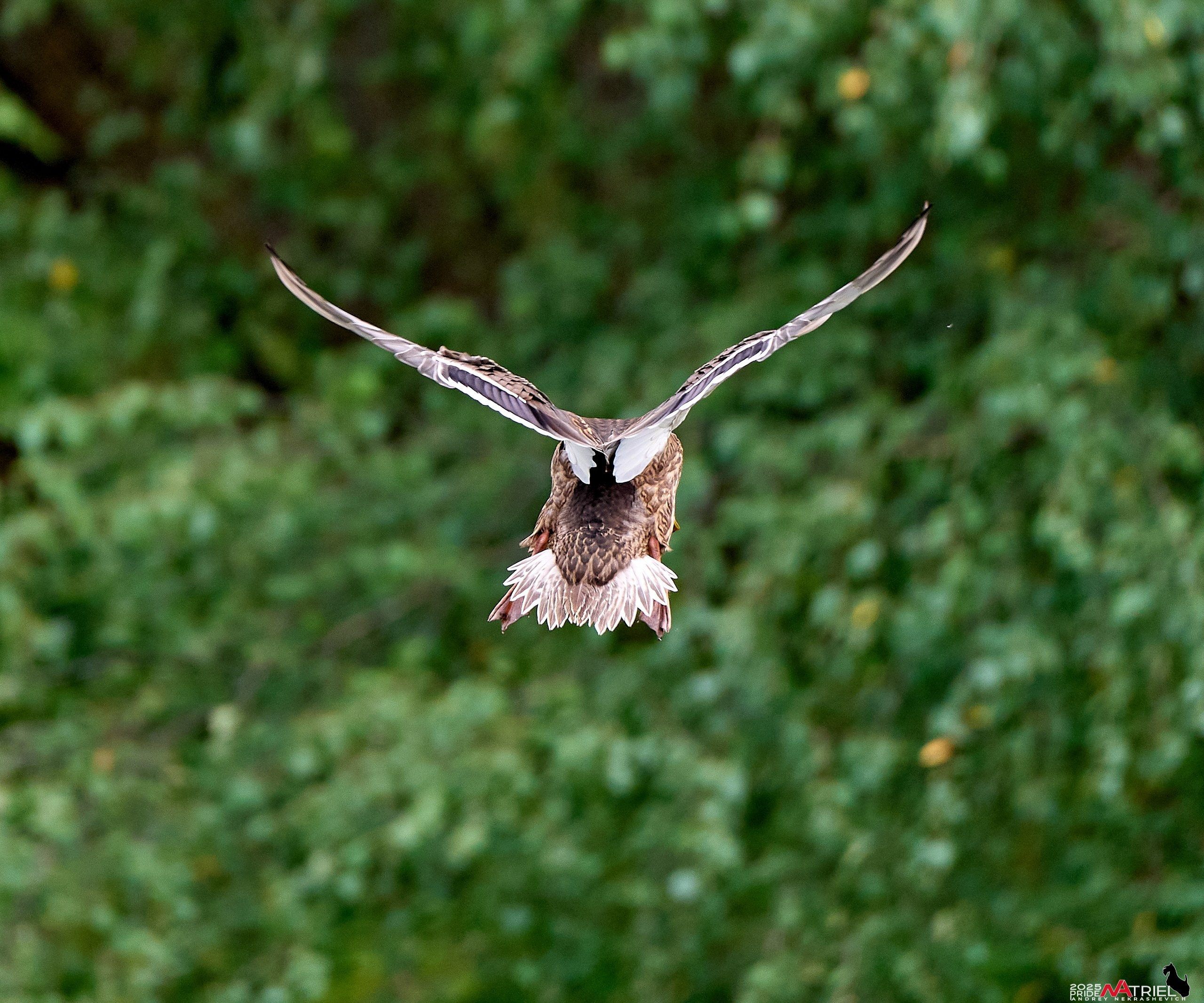Утки на пруду