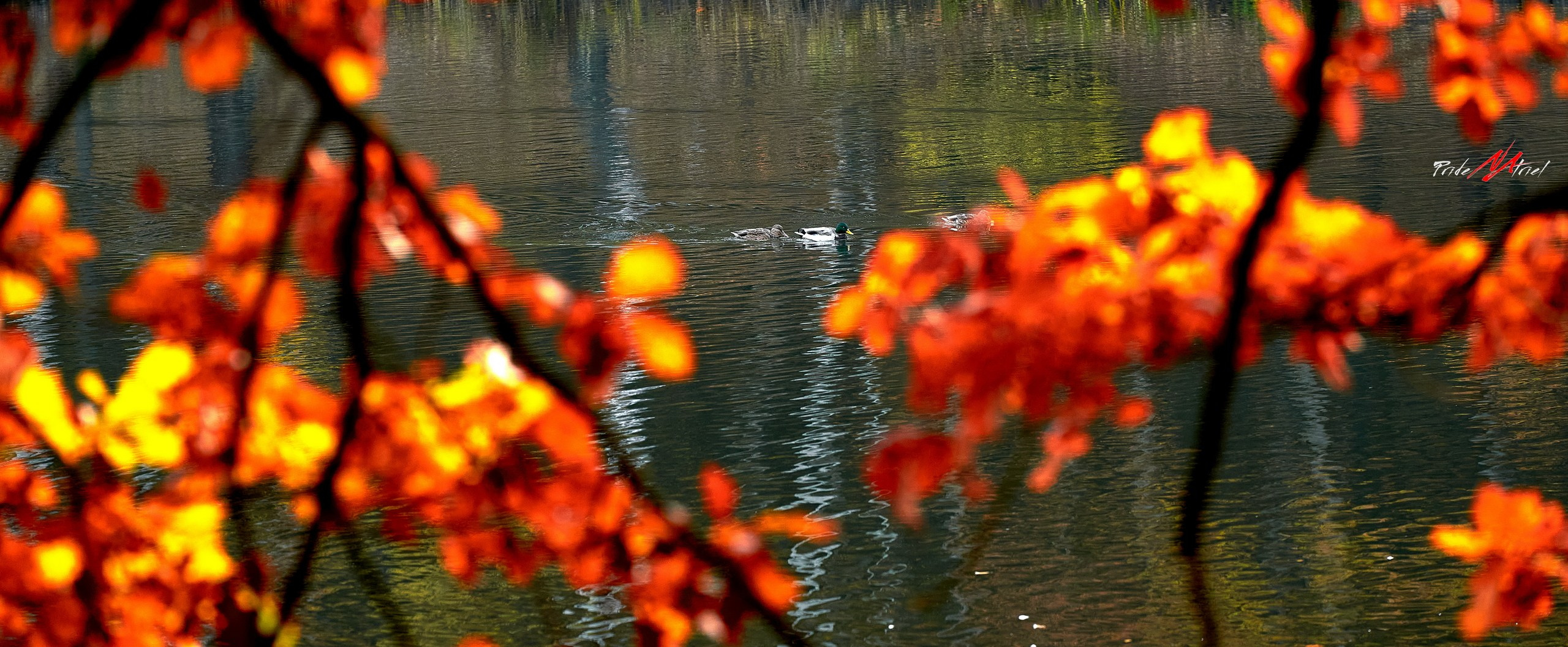 Пейзаж — галерея NATRIEL