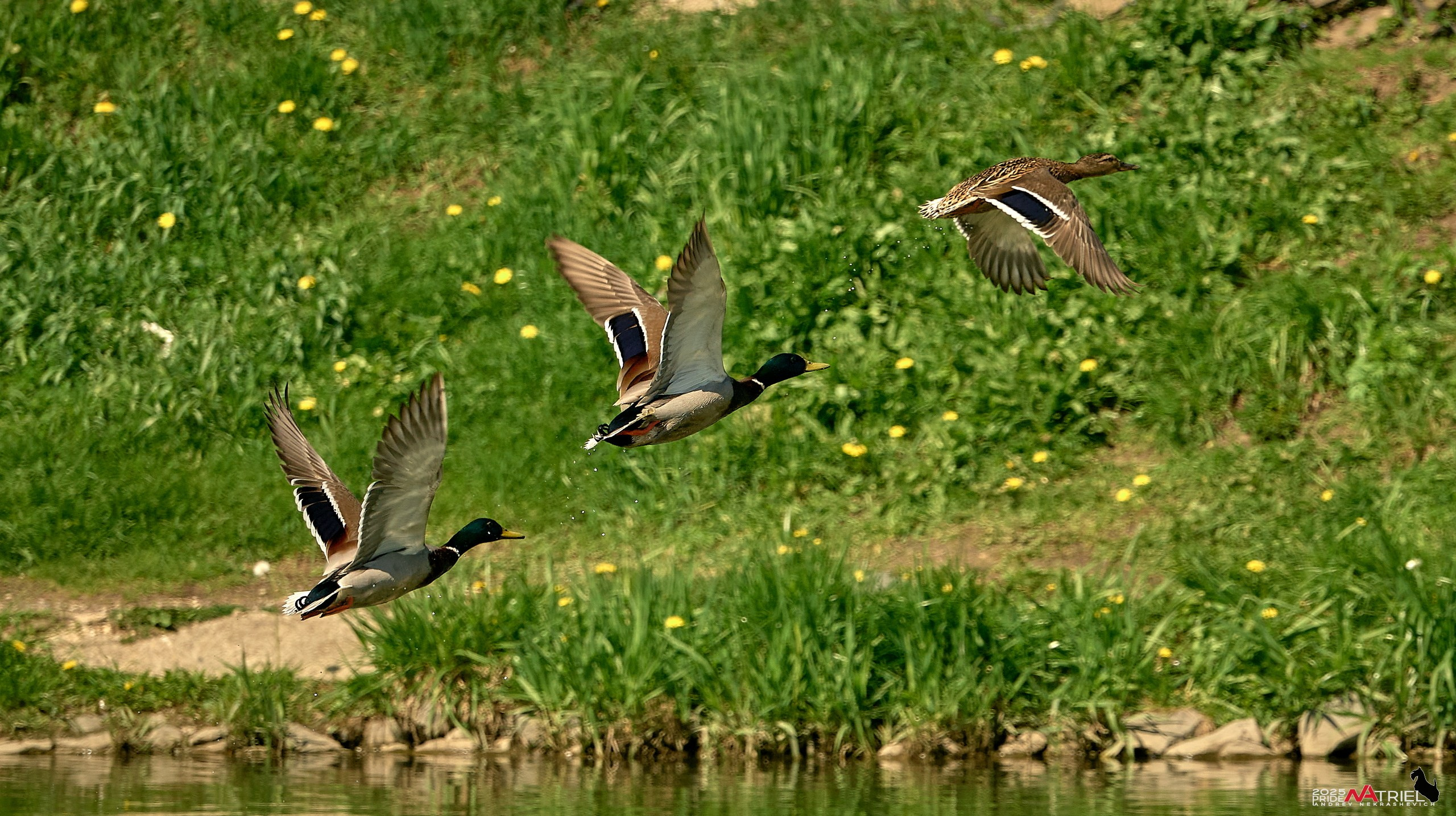 Птички и цветочки