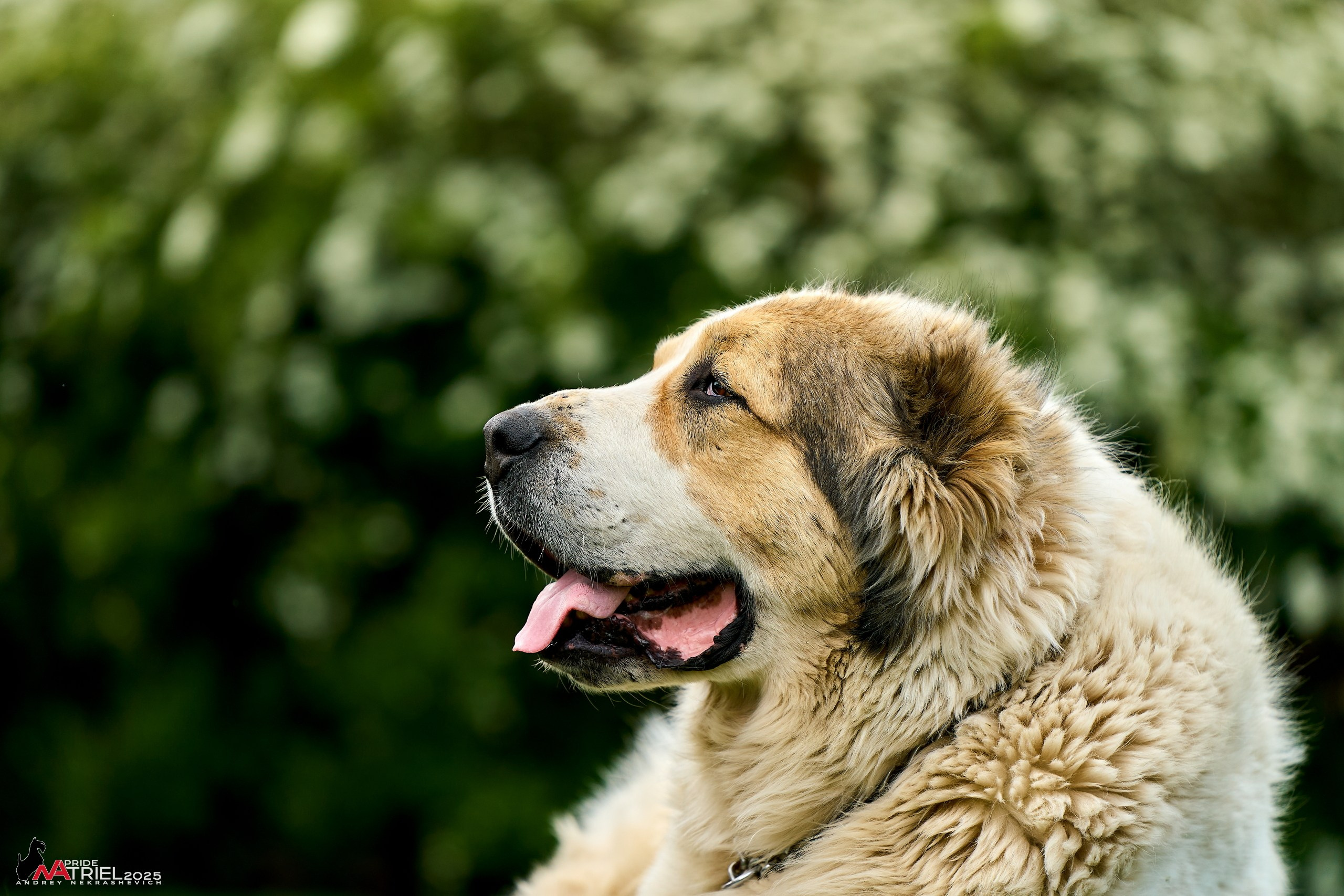 Съемка в питомнике