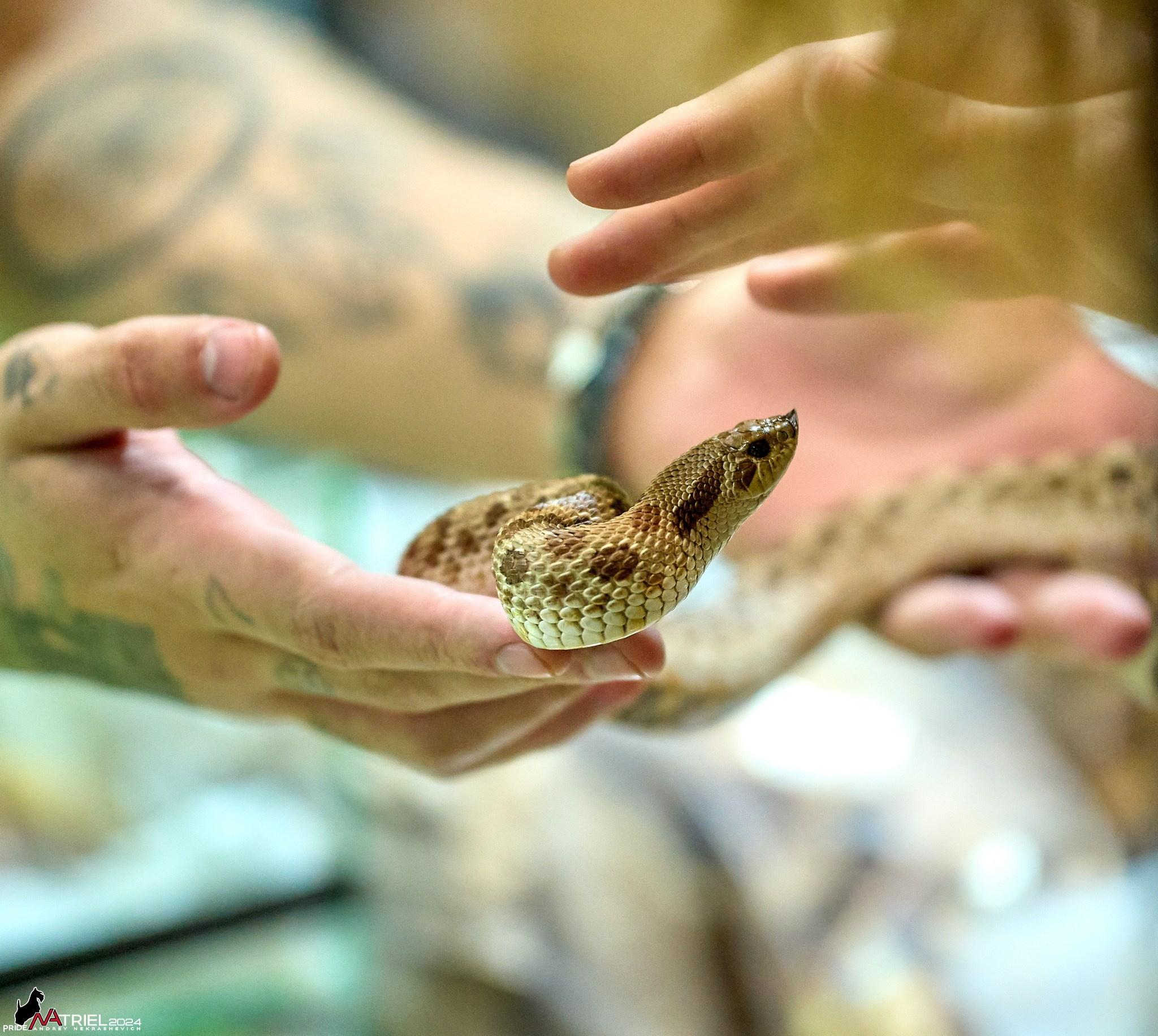 Репортаж с выставки РЕПТИЛИУМ-2024