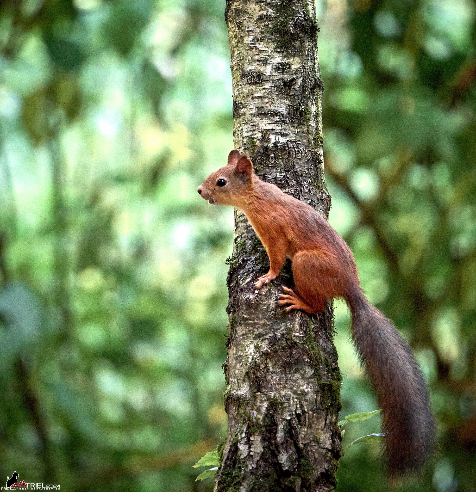 Фотопрогулка на природе