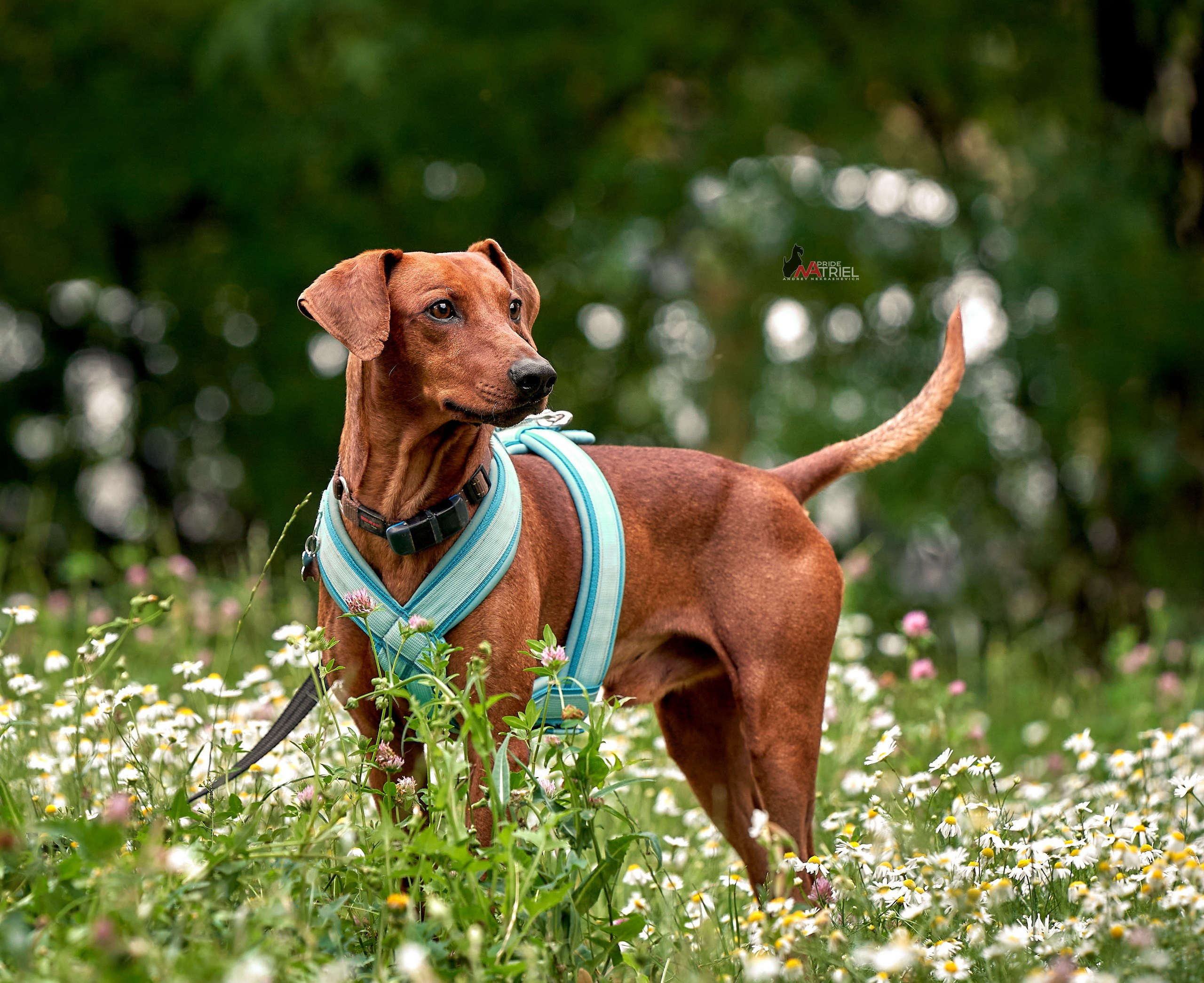 Портреты собак — галерея NATRIEL