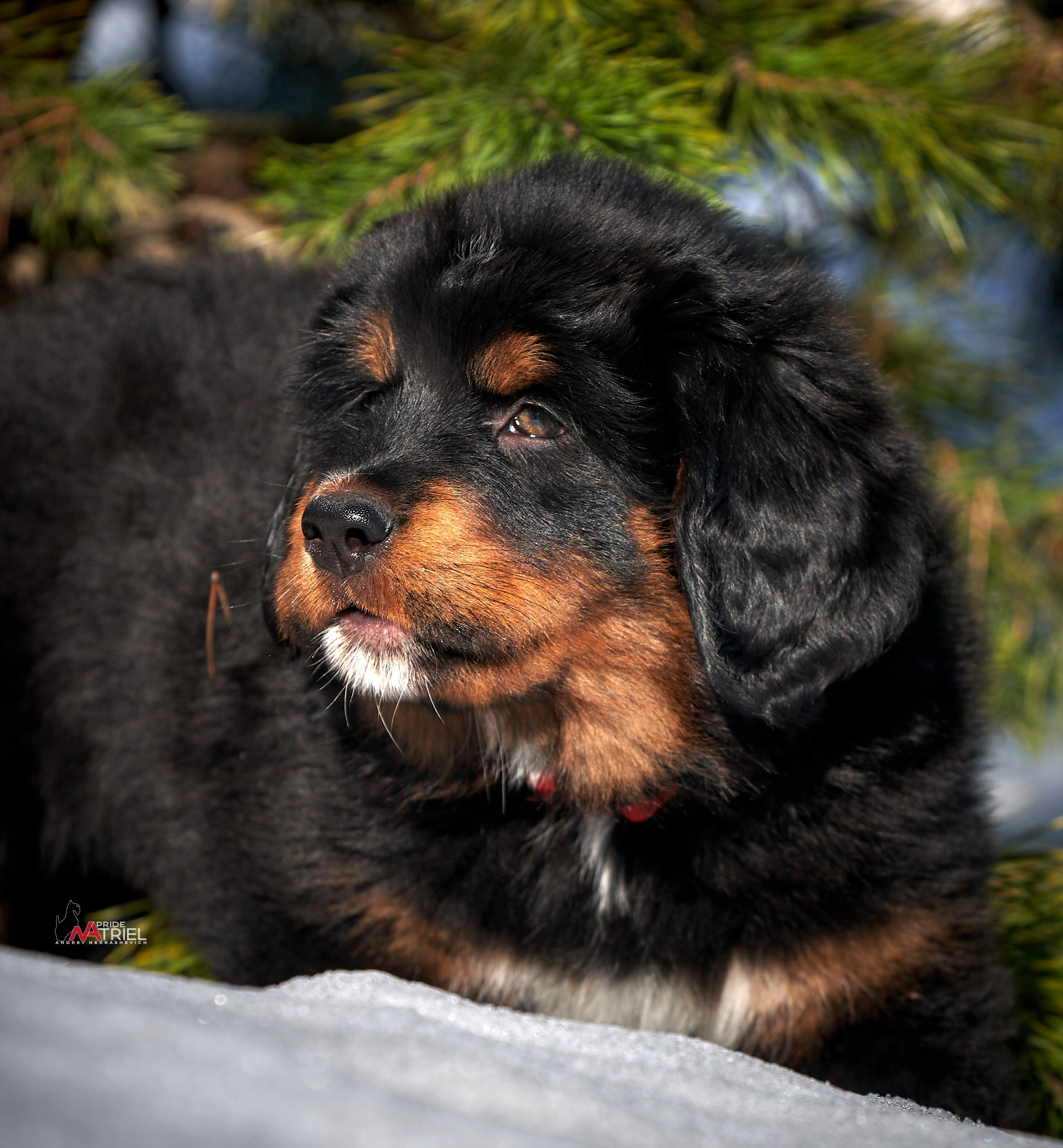 Щенки на прогулке — галерея NATRIEL