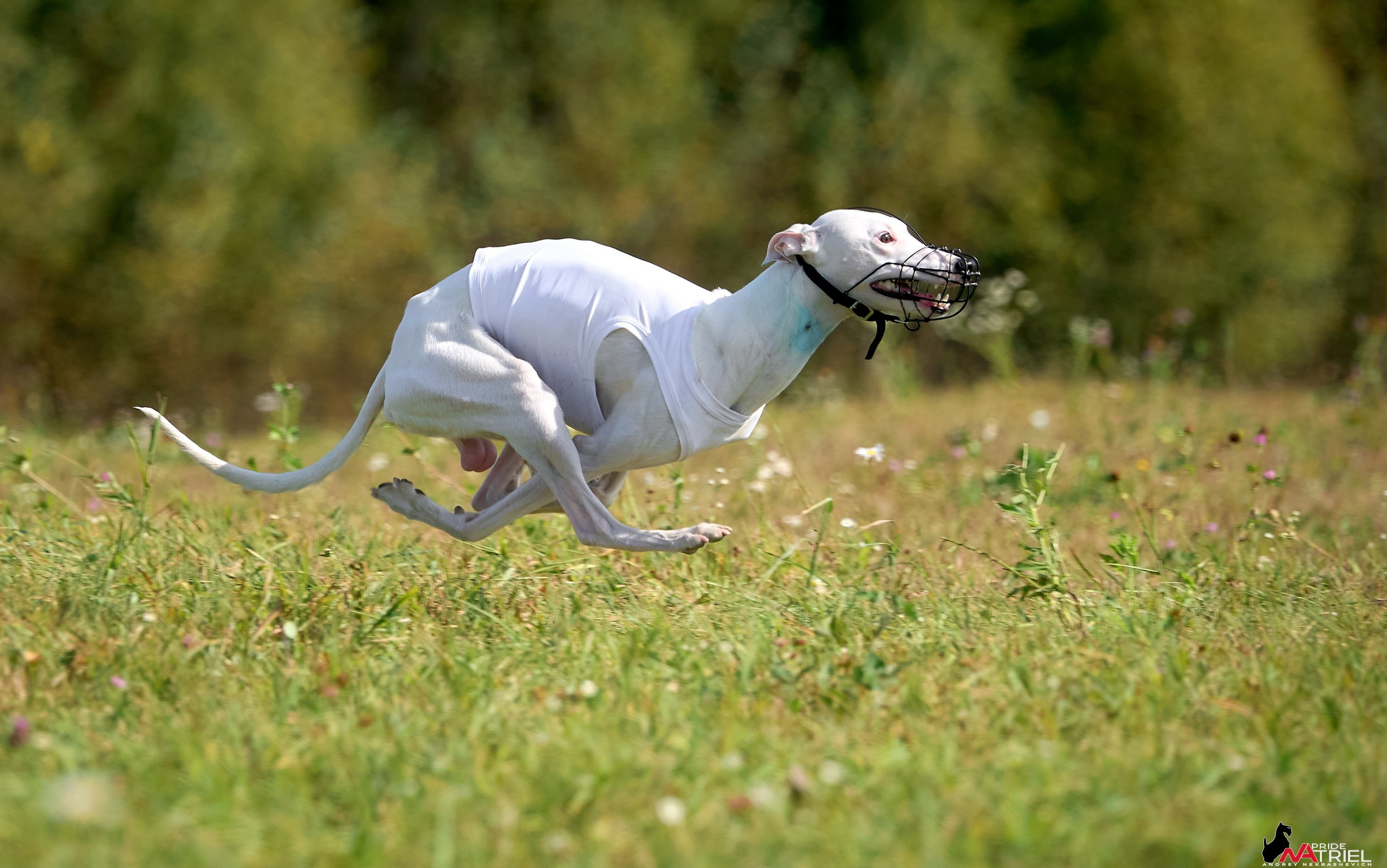 Съемка курсинг — галерея NATRIEL