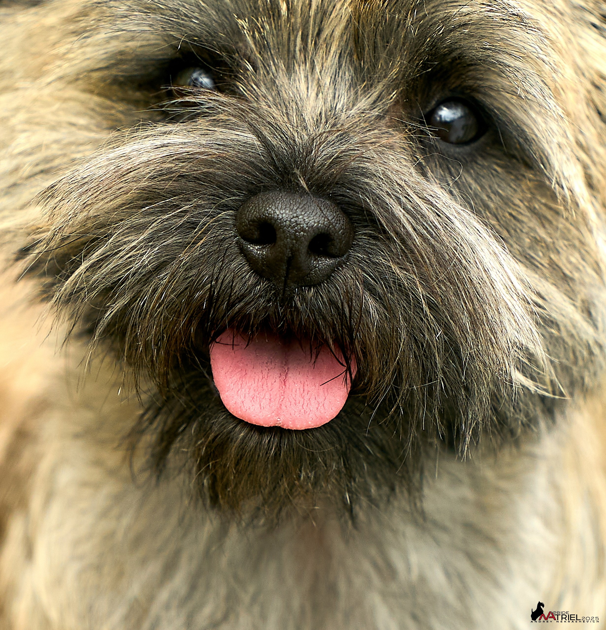 Выставка собак Суздаль-Владимир