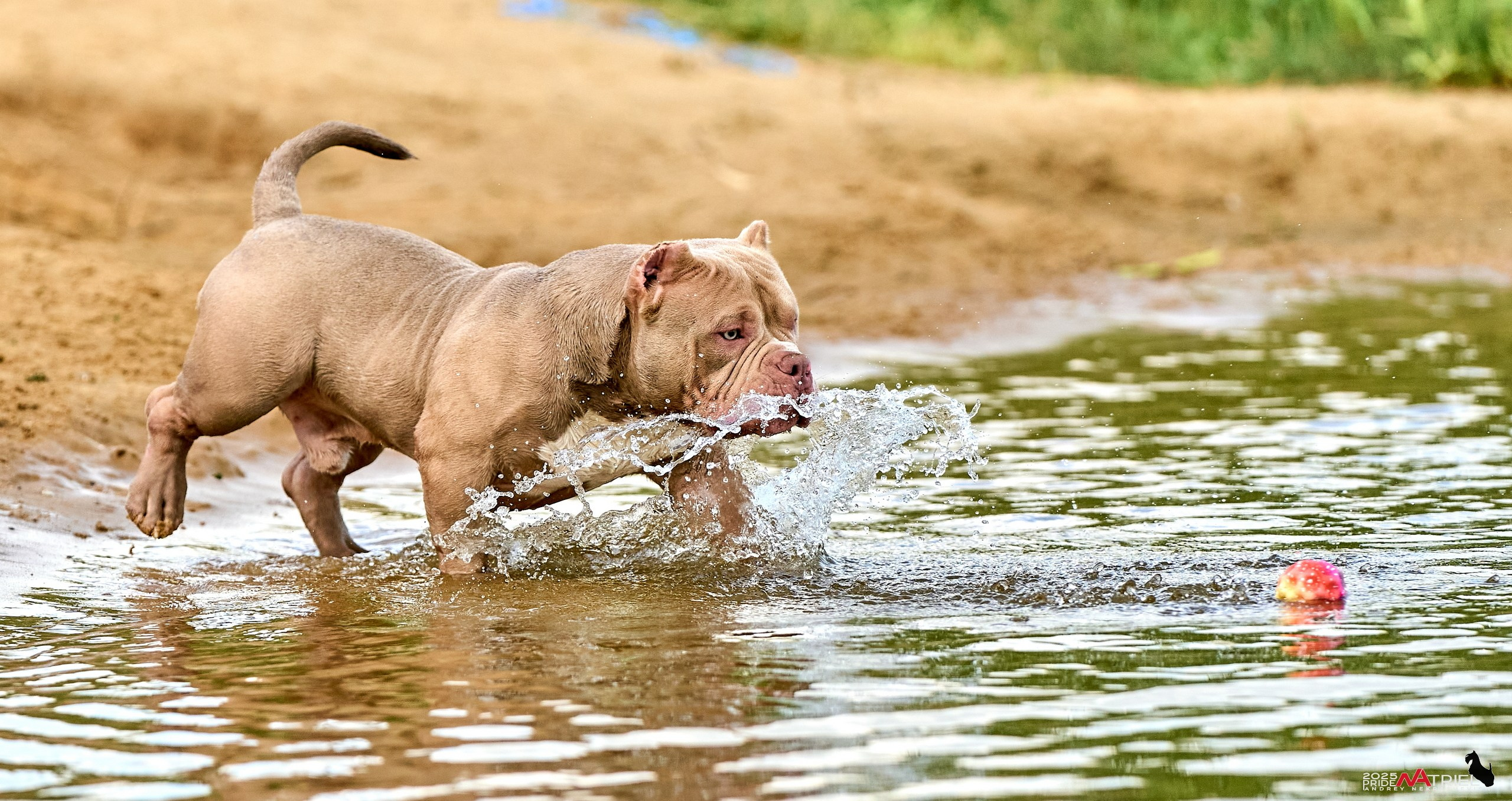 Съемка собак породы булли на природе