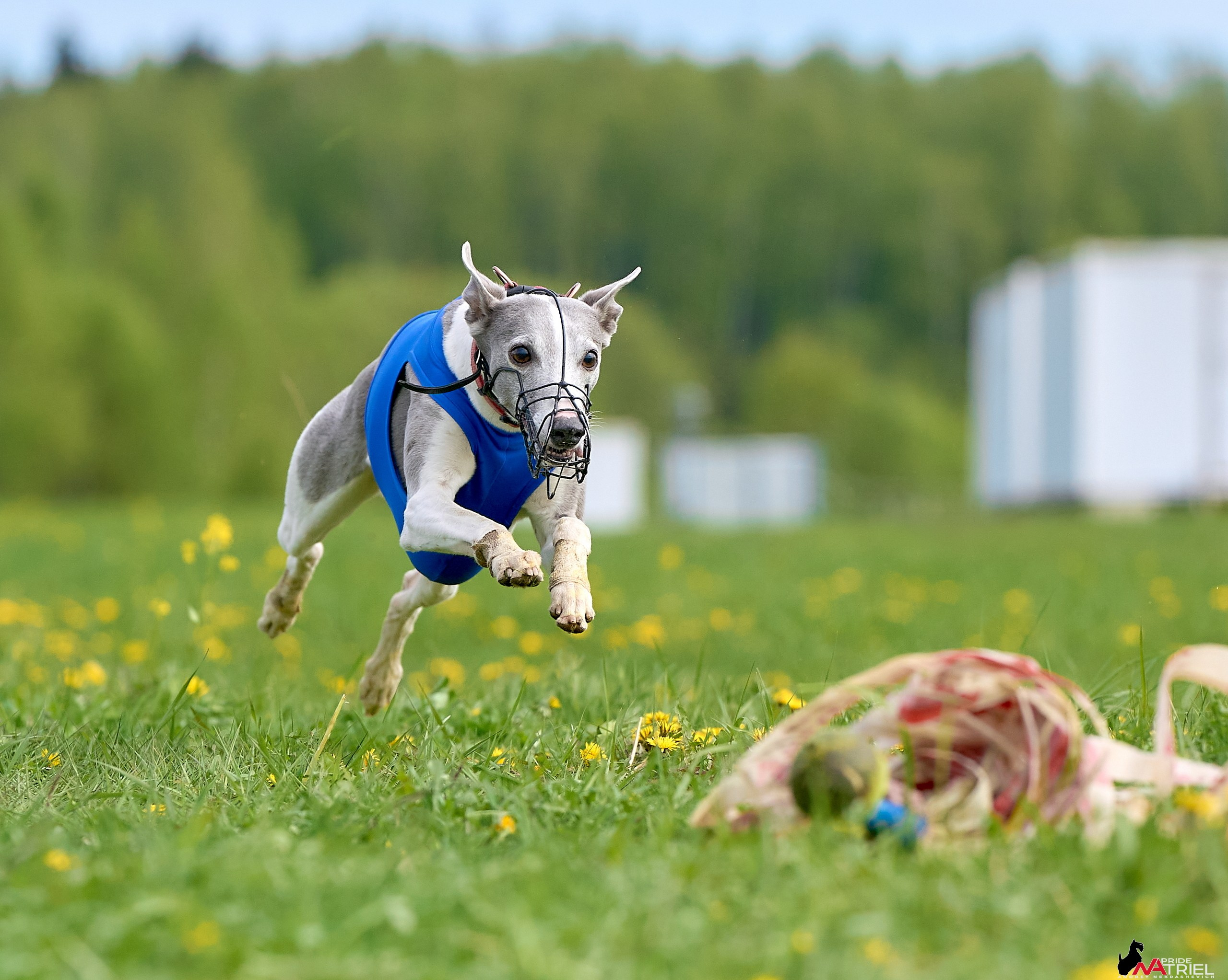 Съемка курсинг — галерея NATRIEL