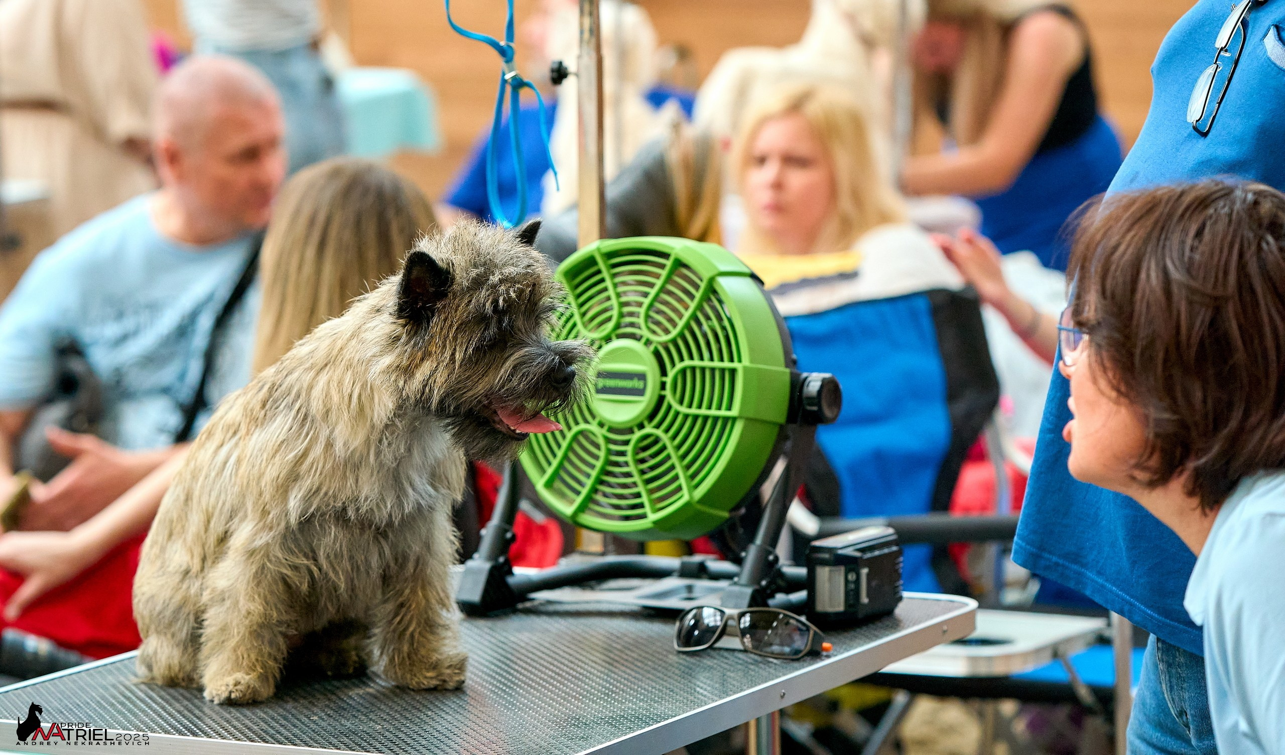 Выставка собак РОССИЯ — 2025