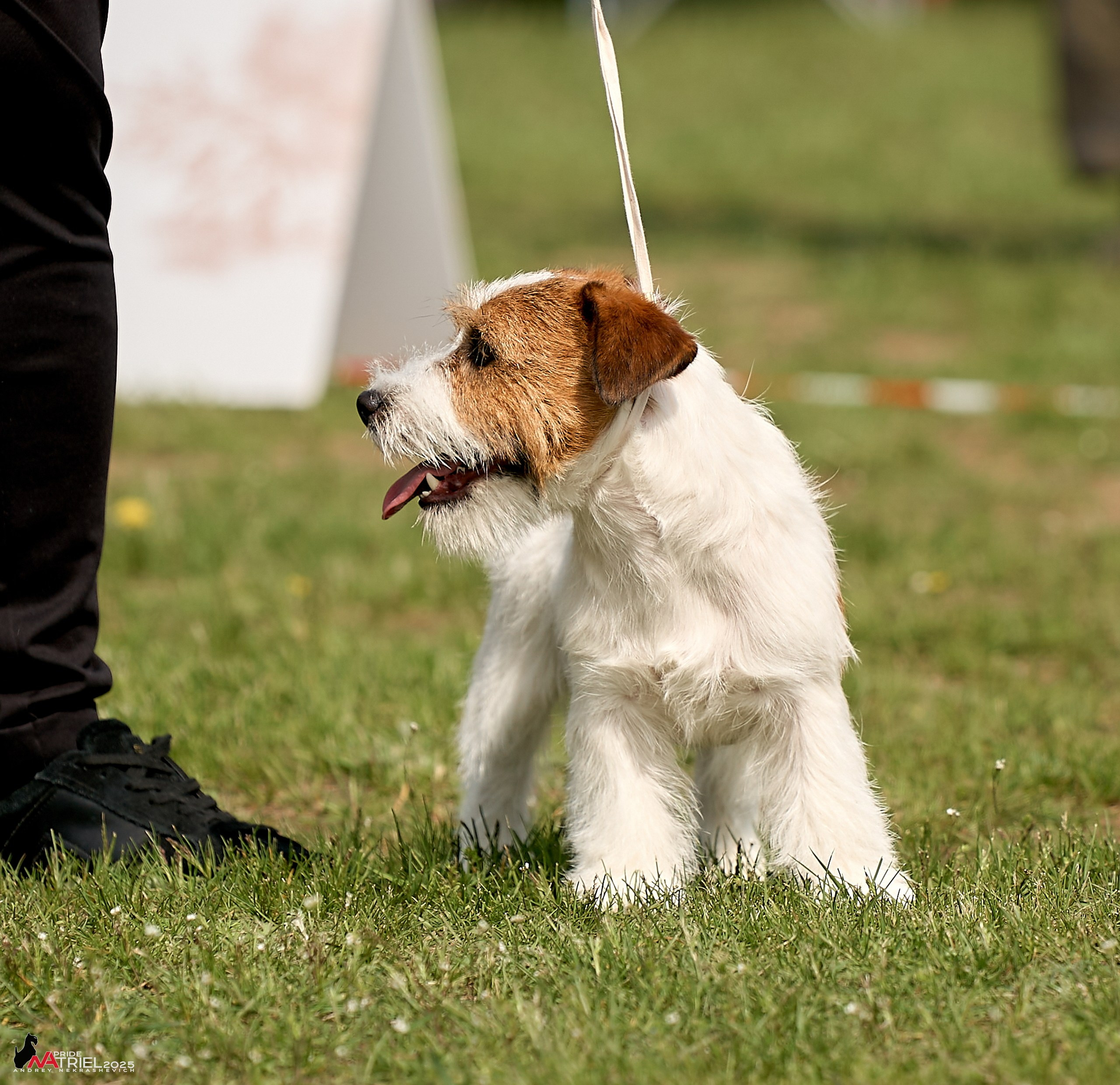 Выставка собак Суздаль-Владимир