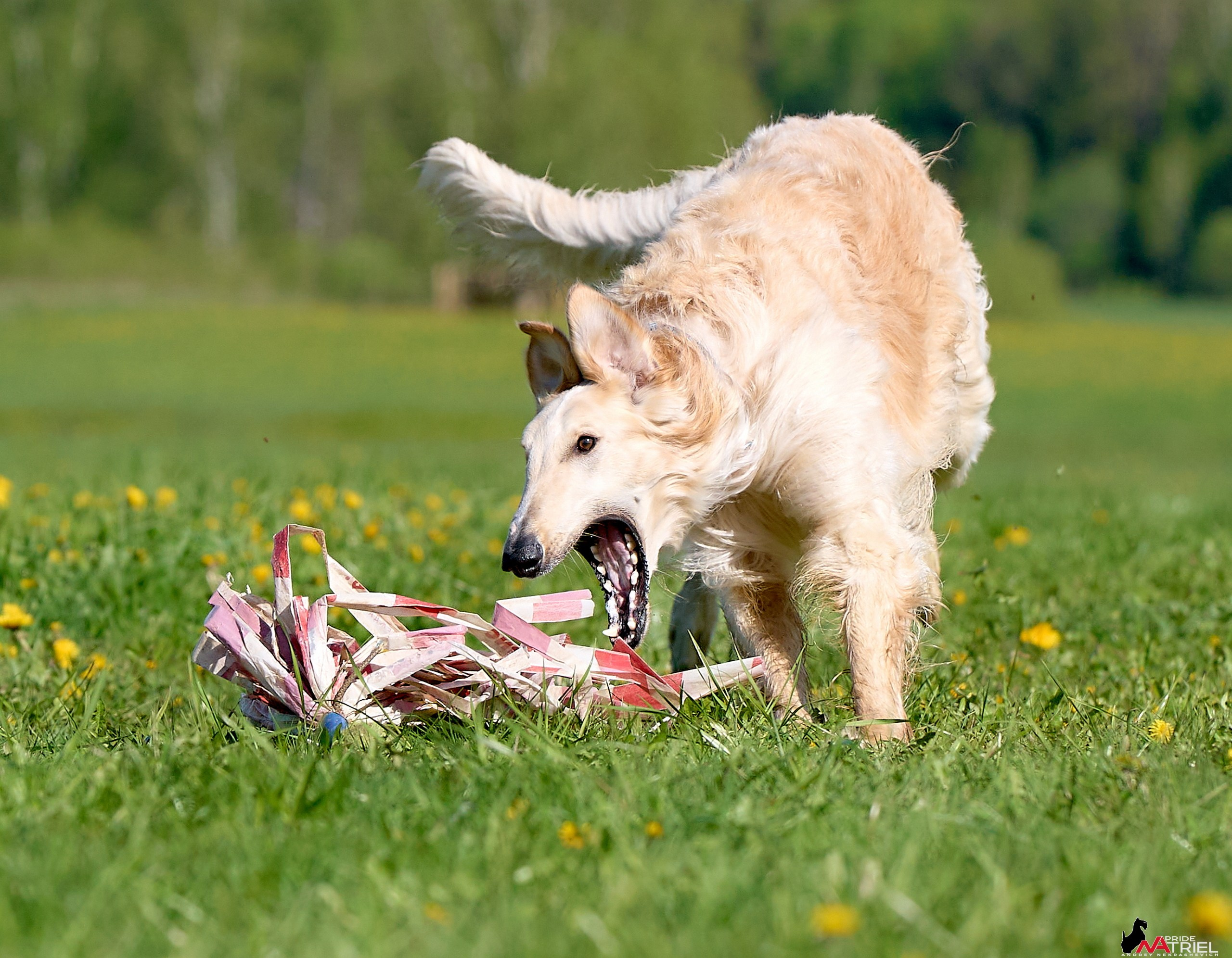Съемка курсинг — галерея NATRIEL