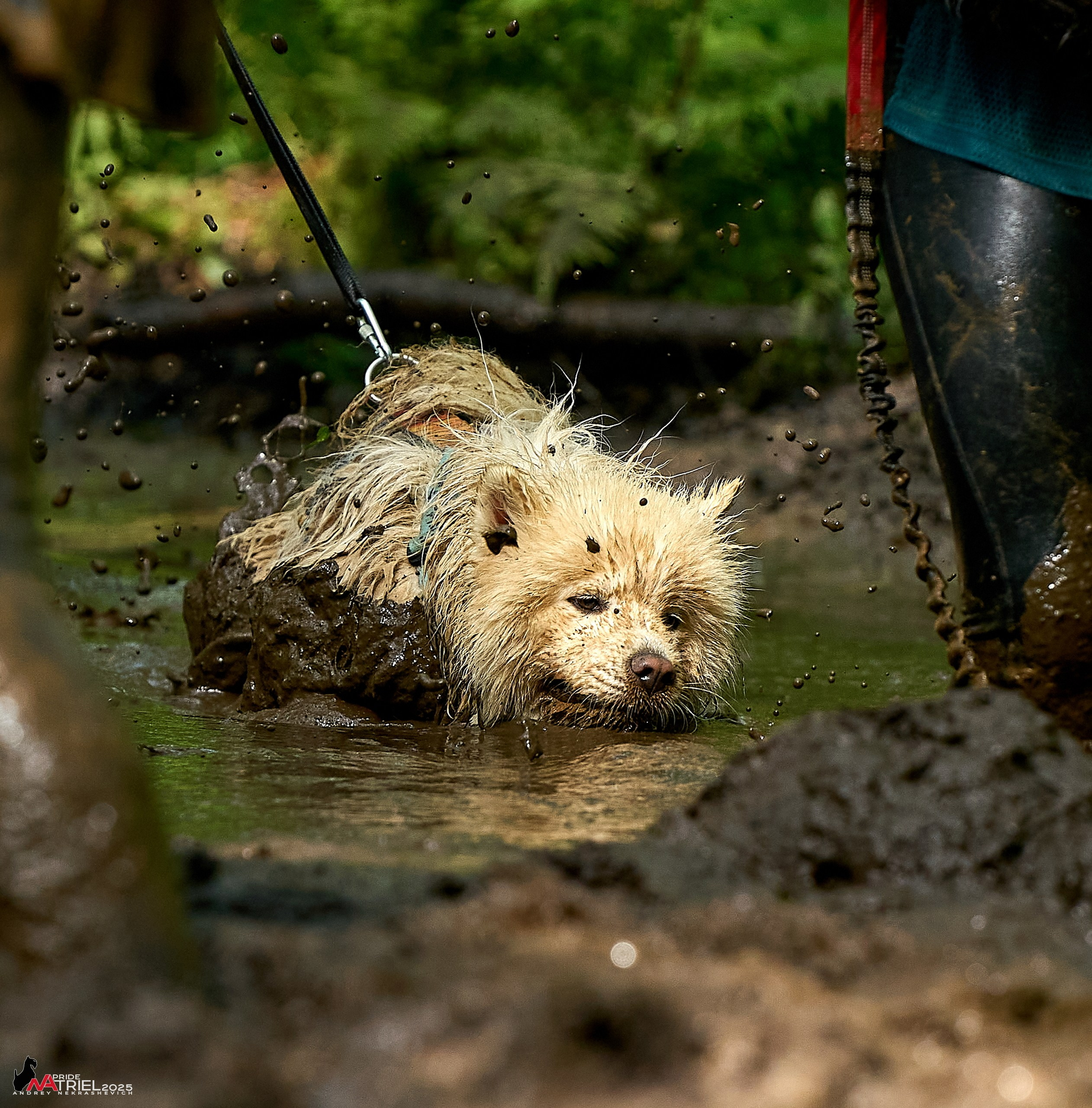 Russian Extreme Dog Trail — 2025