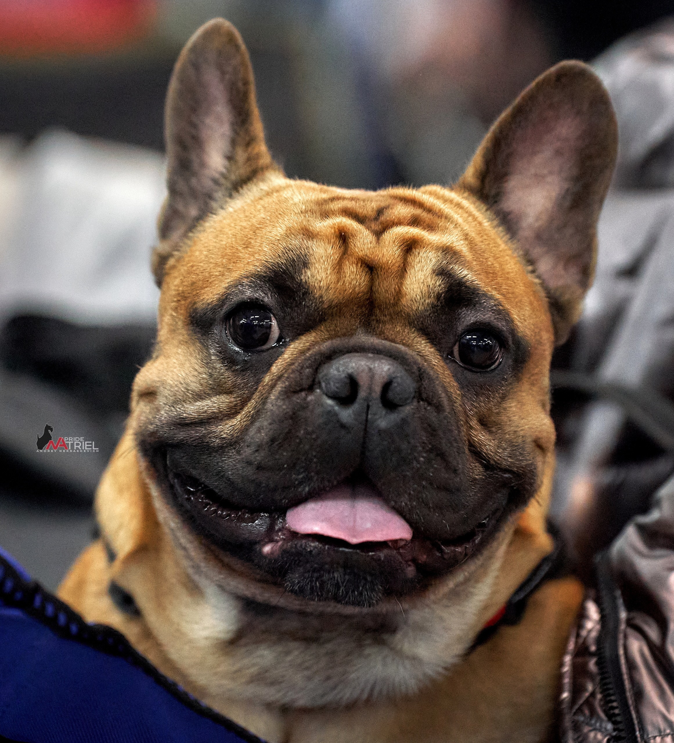 Портреты собак — галерея NATRIEL