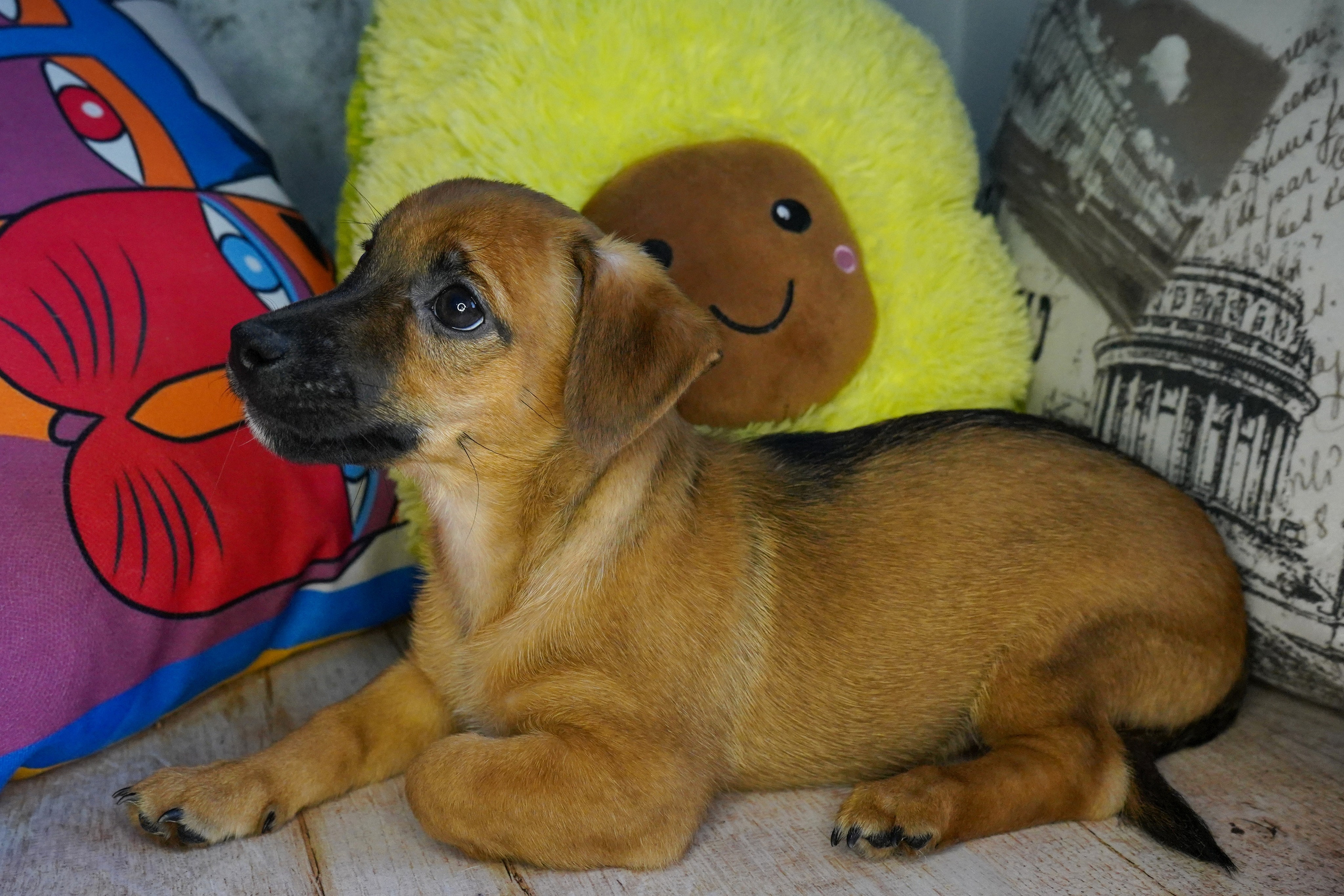 Фотосессии Пушистиков. Фотограф в Санкт-Петербурге Виктория Барышникова