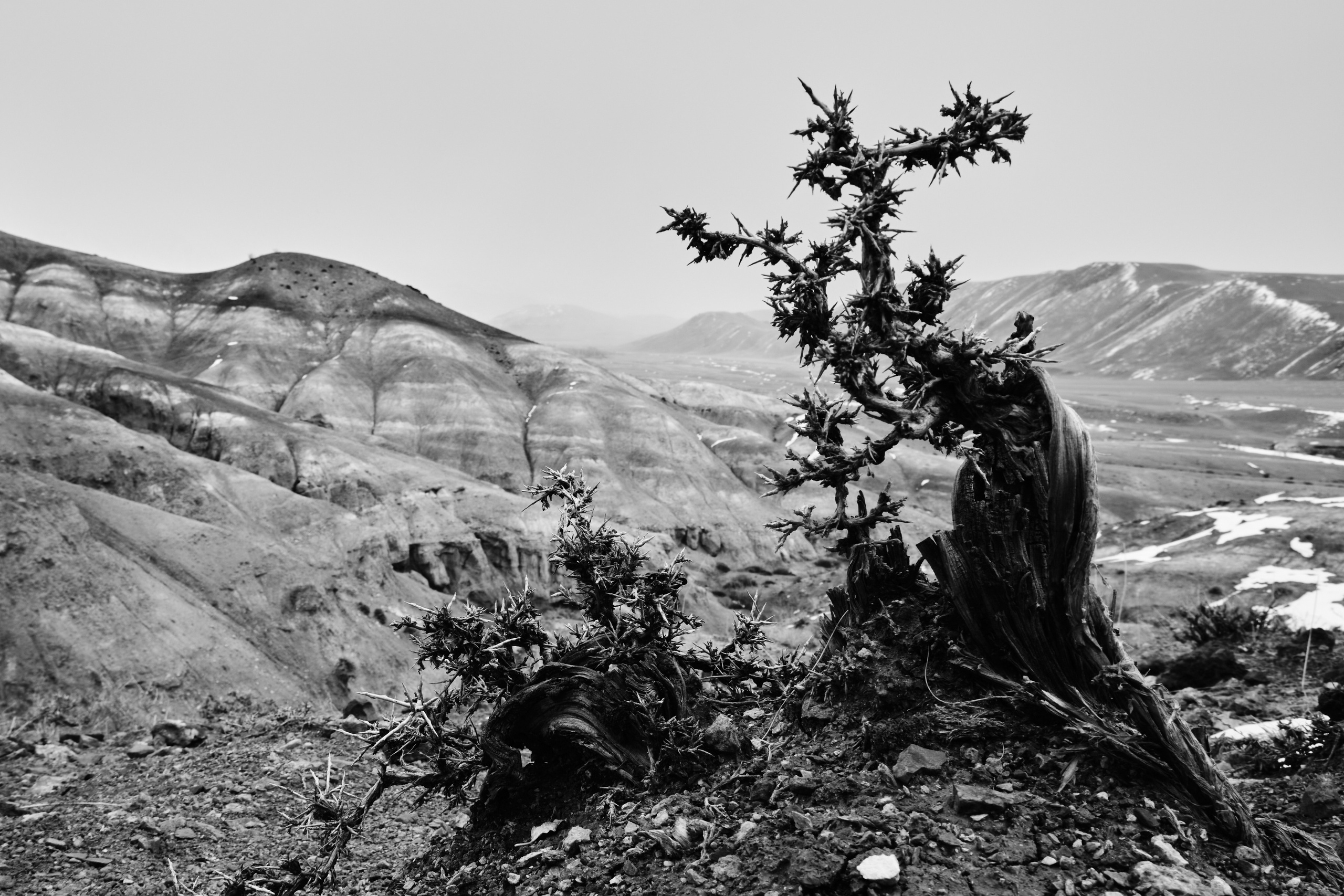 Алтай в ожидании лета. Shaltay Gallery