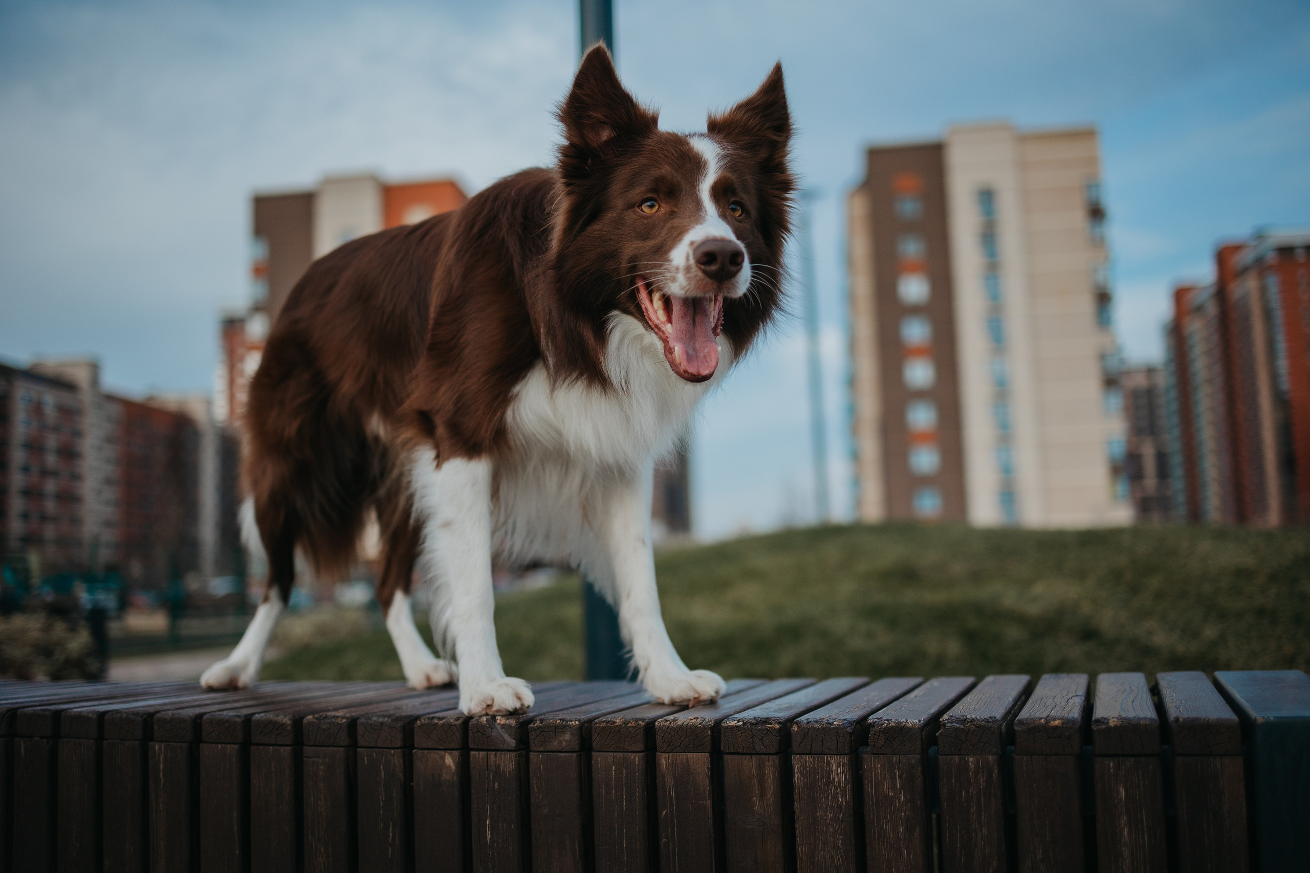 Маша и Тори. Фотограф — анималист Светлана Кысса|фотограф собак в Краснодаре и Нижнем Новгороде
