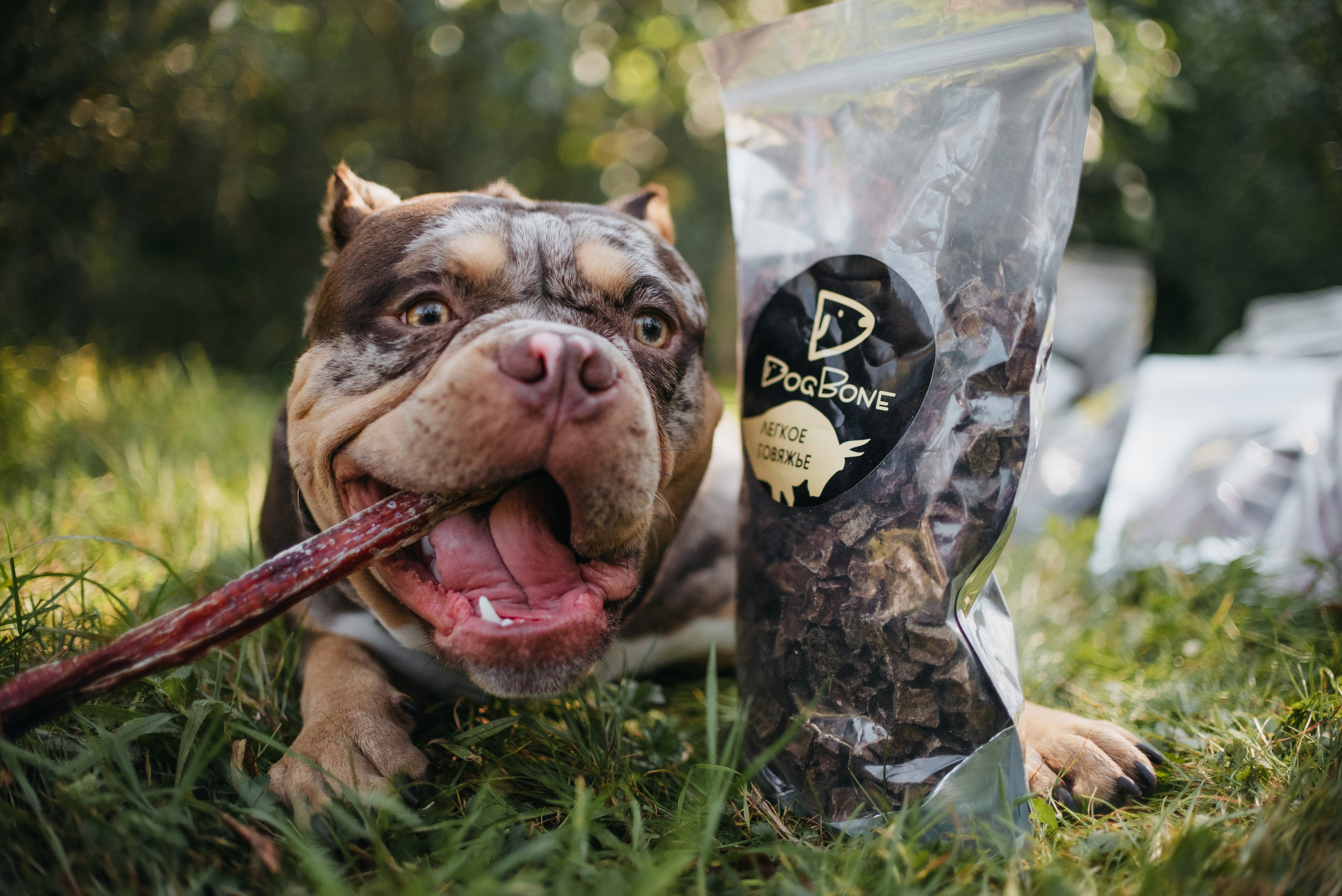 Dog Bone контент. Фотограф-анималист Валерия, Москва, Мытищи