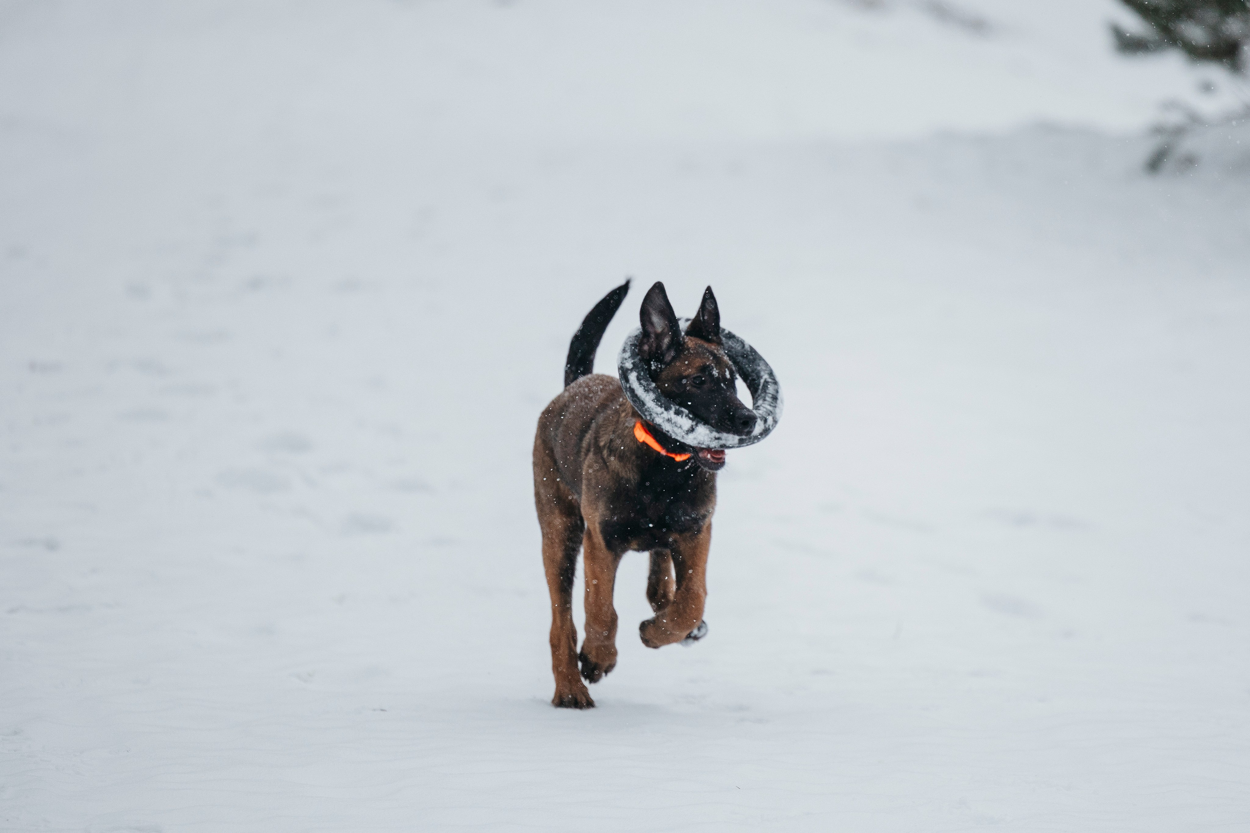 Карьер. Фотограф-анималист Анна Маринич