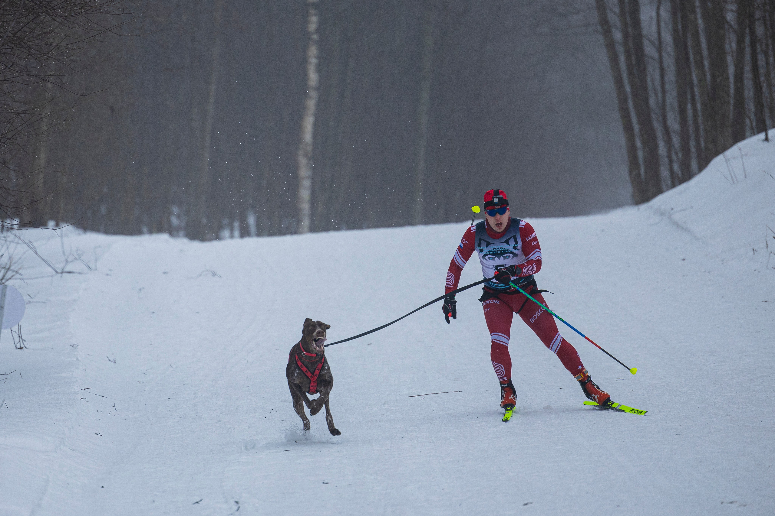 Зимний Чемпионат Санкт-Петербурга по ездовому спорту. Фотограф-анималист Анна Маринич