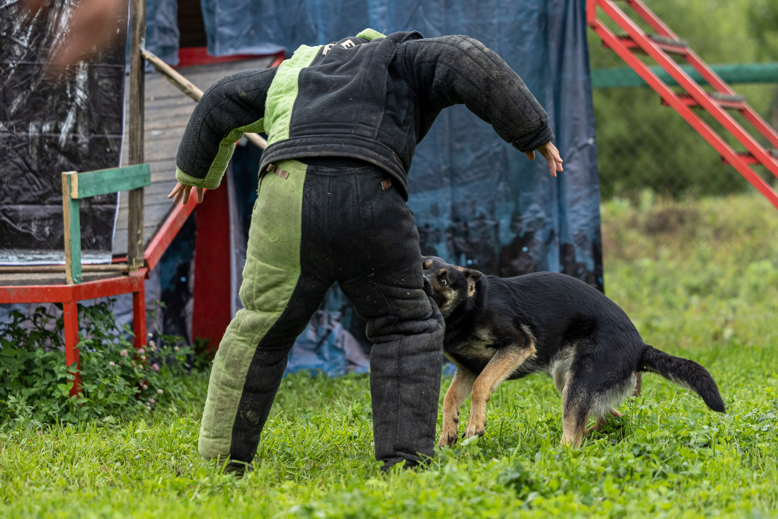 Соревнования по Мондьорингу г. Вологда 10-11.08.2024. Фотограф-анималист Анна Маринич