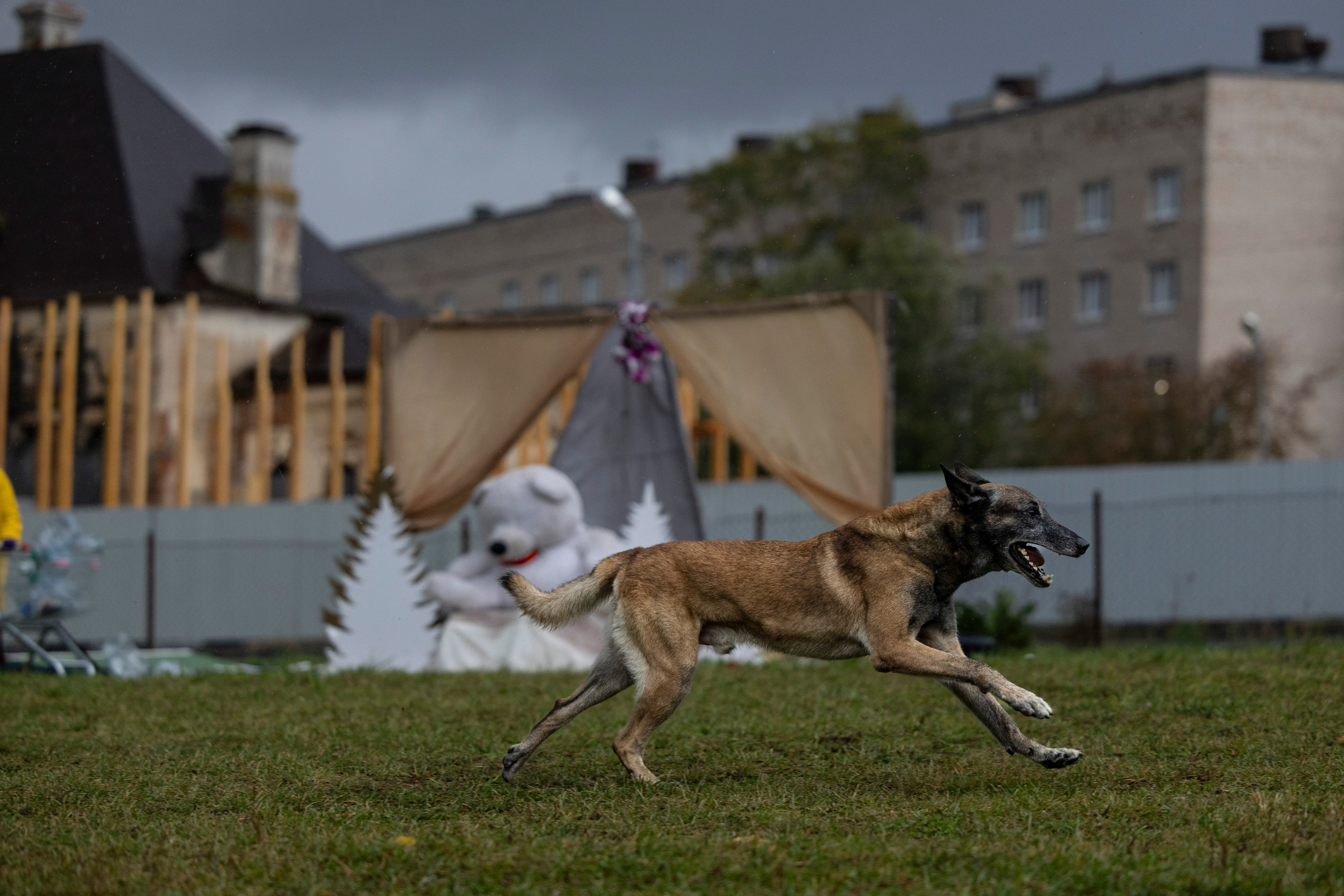 Испытания по Мондьорингу г. Пушкин. Фотограф-анималист Анна Маринич