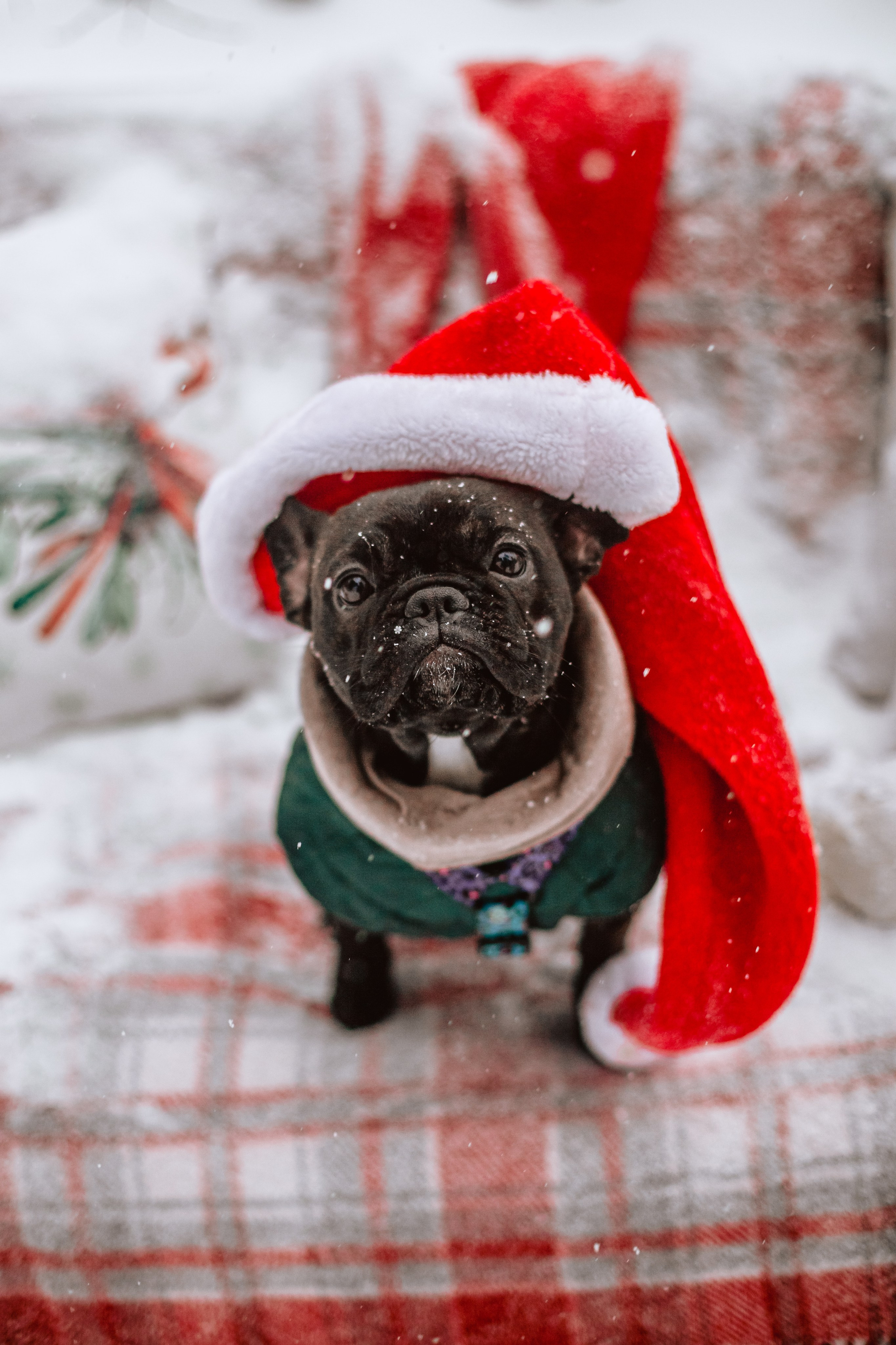 Кантри Хаус. Фотограф-анималист Татьяна Степанова