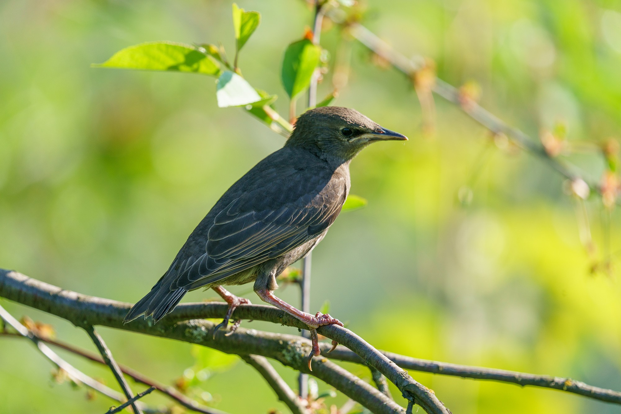 Удивительные мир птиц. Вокруг нас столько прекрасного — присмотритесь!. Ваш личный фотограф Марина Волкова