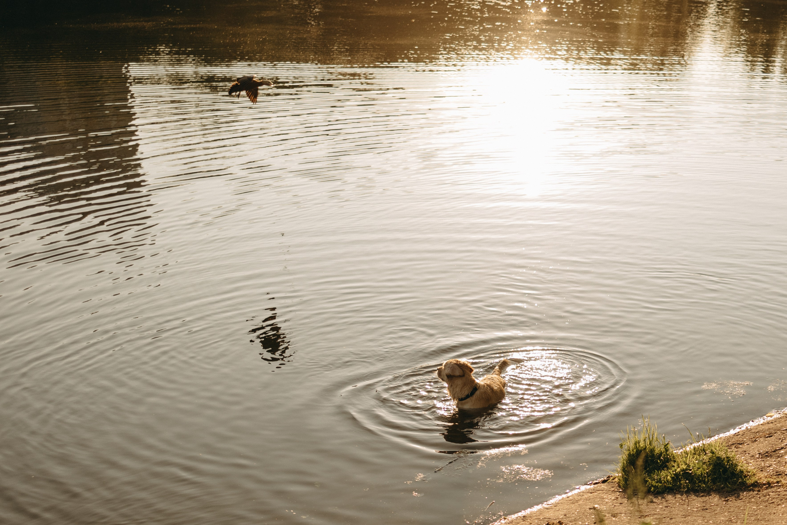 Пенни и ребята. Фотограф — Анималист | Санкт-Петербург