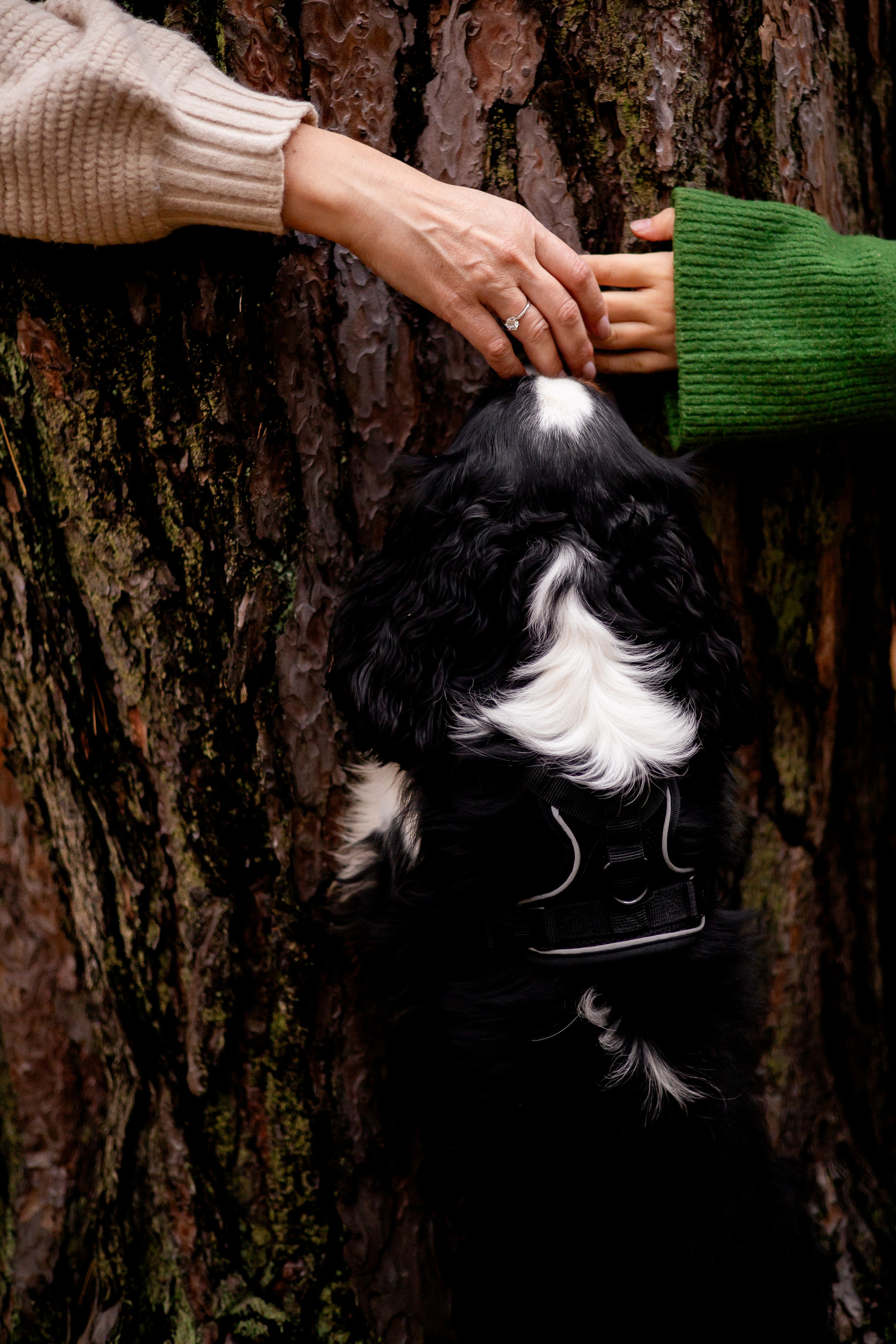 Осенняя фотосессия в Гомеле, семейная фотосессия в лесу, мама и сын, прогулка в лесу, фотосессия с собакой, осенний образ, лайф-стайл, семья, фотограф Гомель
