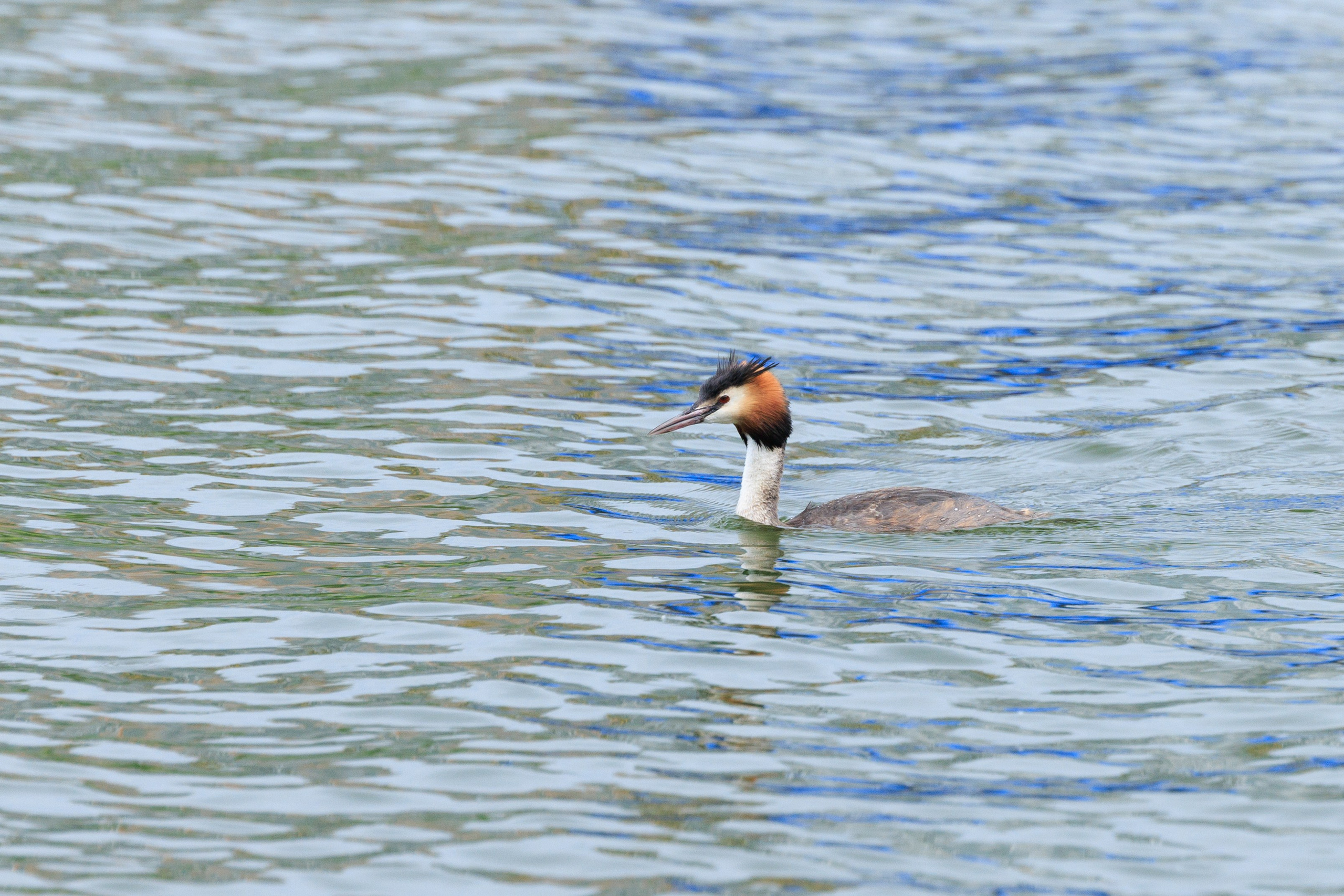KUPCHINO OPEN CONTEST 2025. Фотограф Александр Заломаев