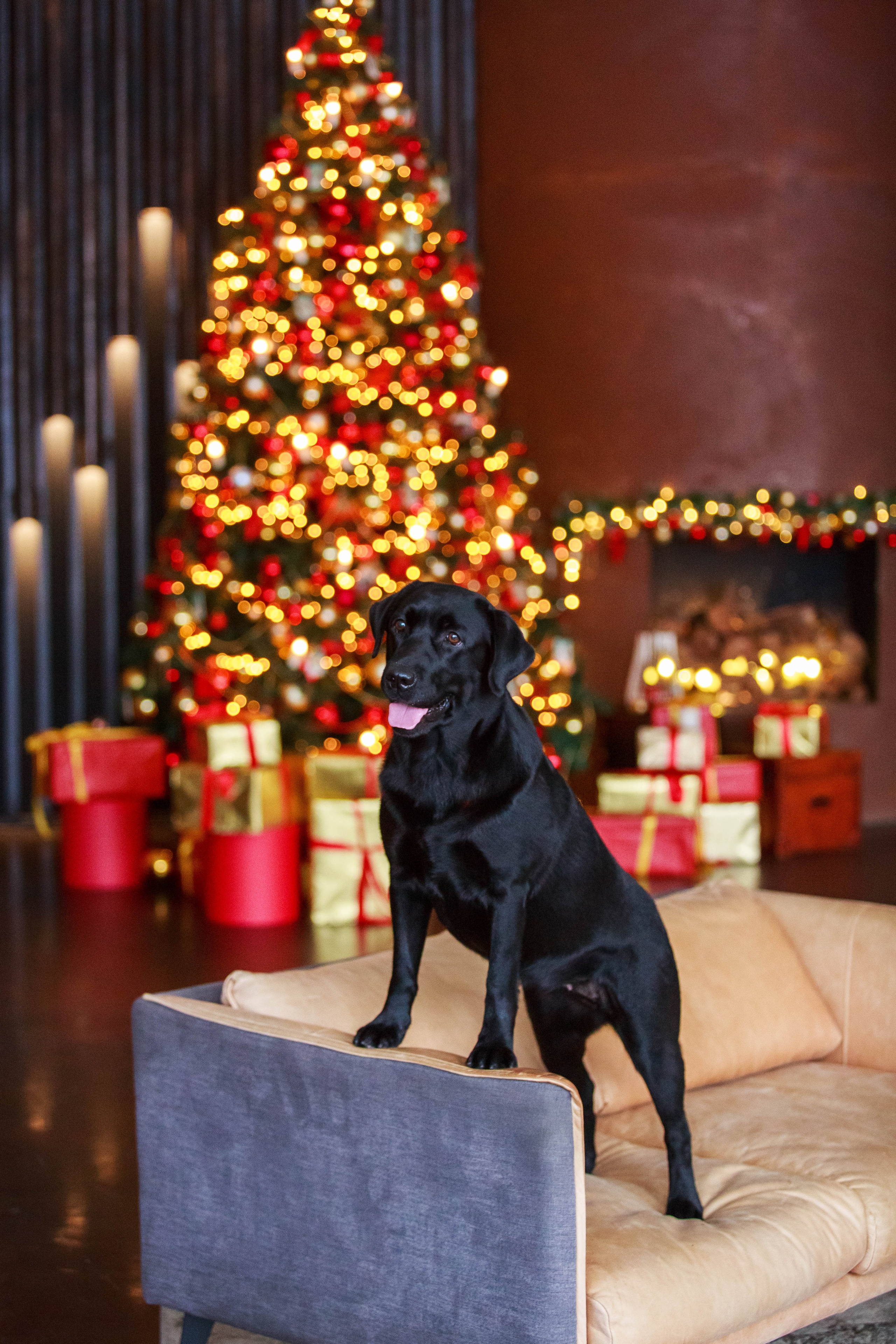 Лабрадор ретривер и курчавошерстный ретривер фотосессия на Новый год в фотостудии. Семейный и детский фотограф в Москве Мария Быкова