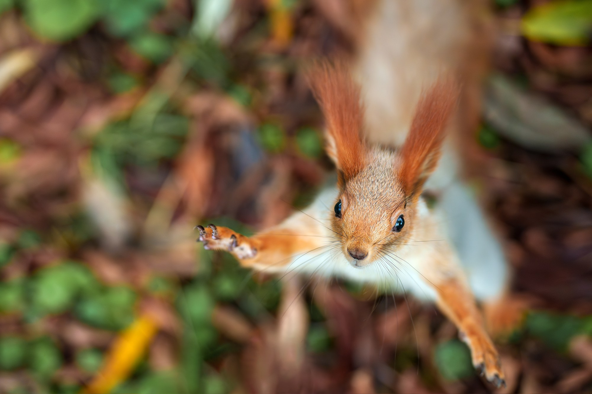 Животные. Ваш личный фотограф Марина Волкова