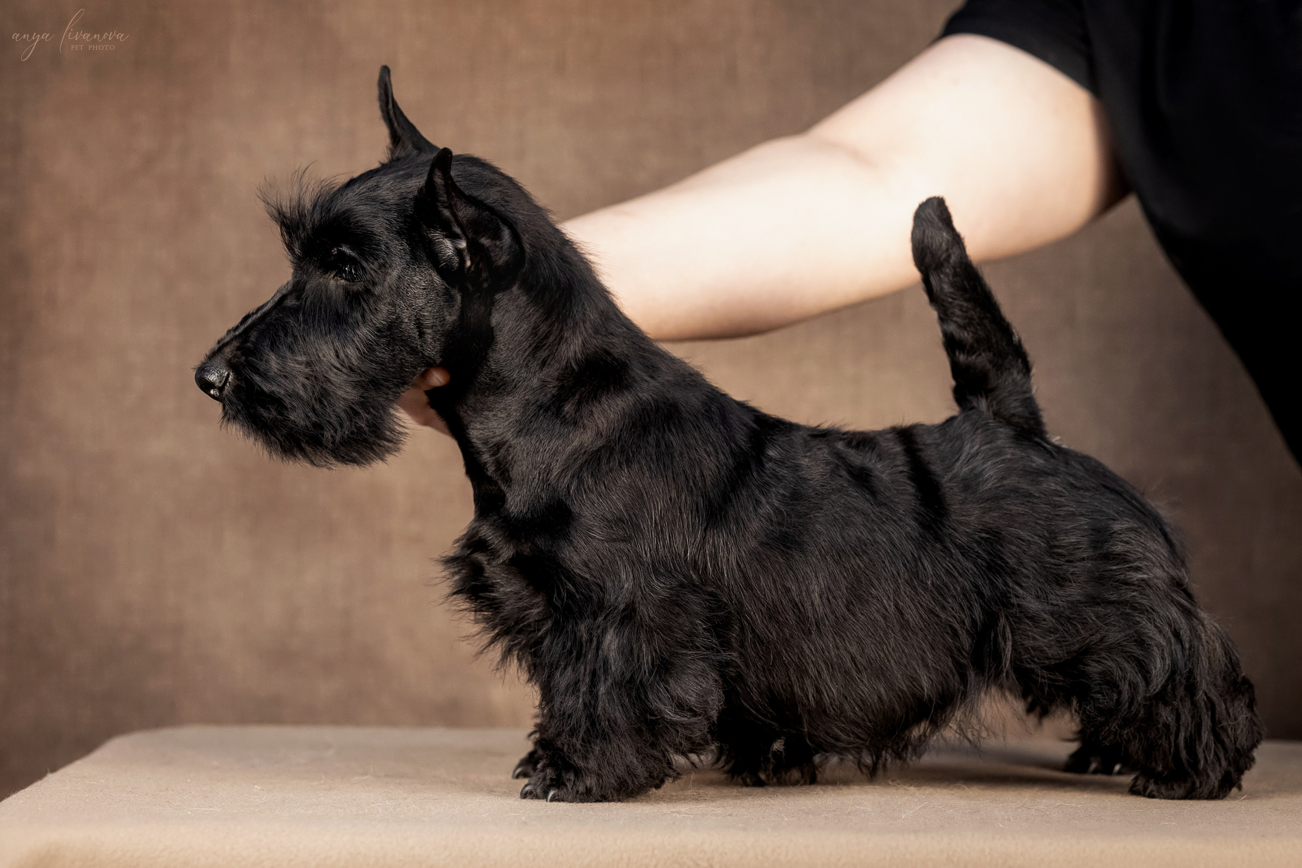 Скотчики. Фотограф анималист Аня Ливанова | Рыбинск