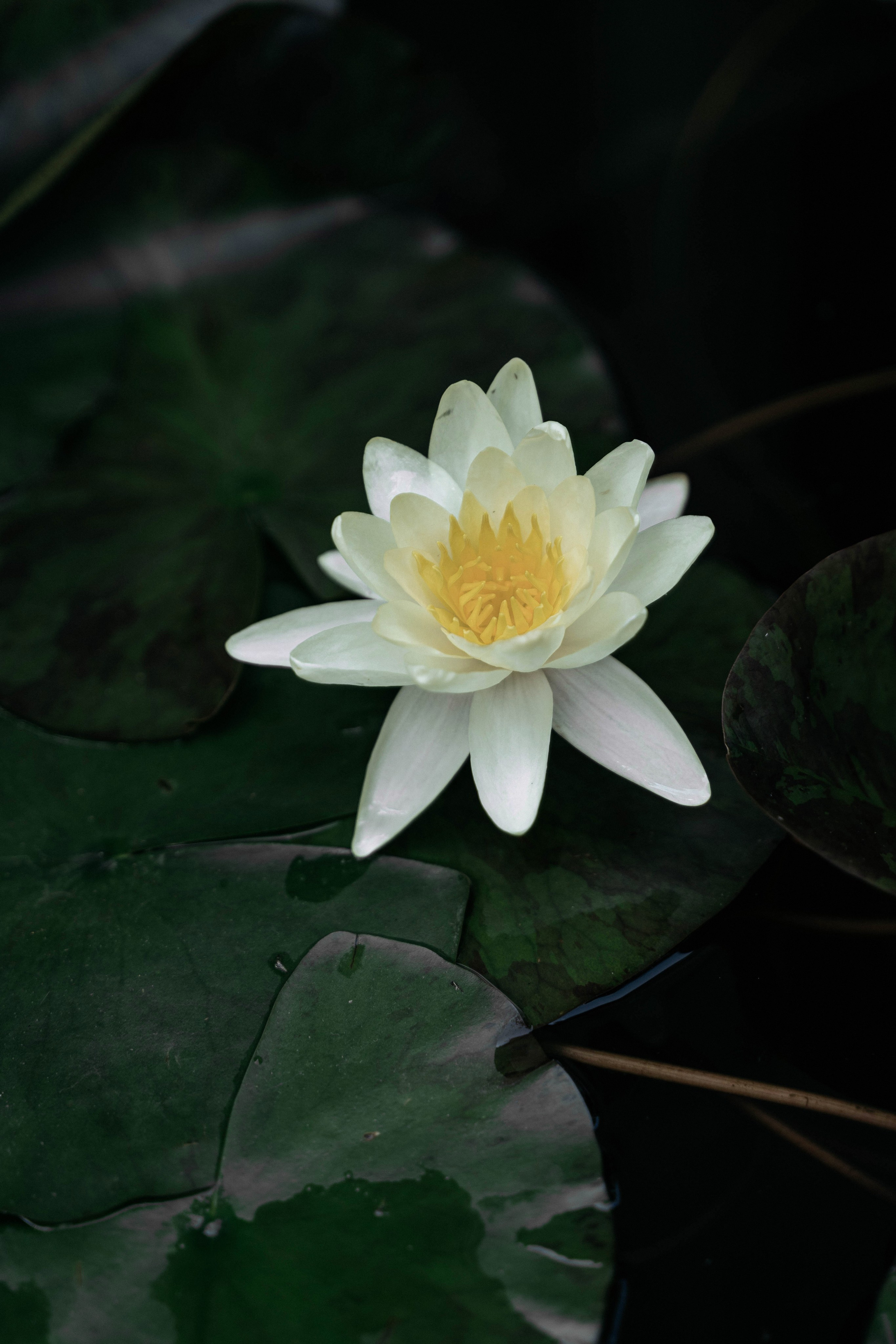 Владислав и Елизавета. Татьяна Тагель