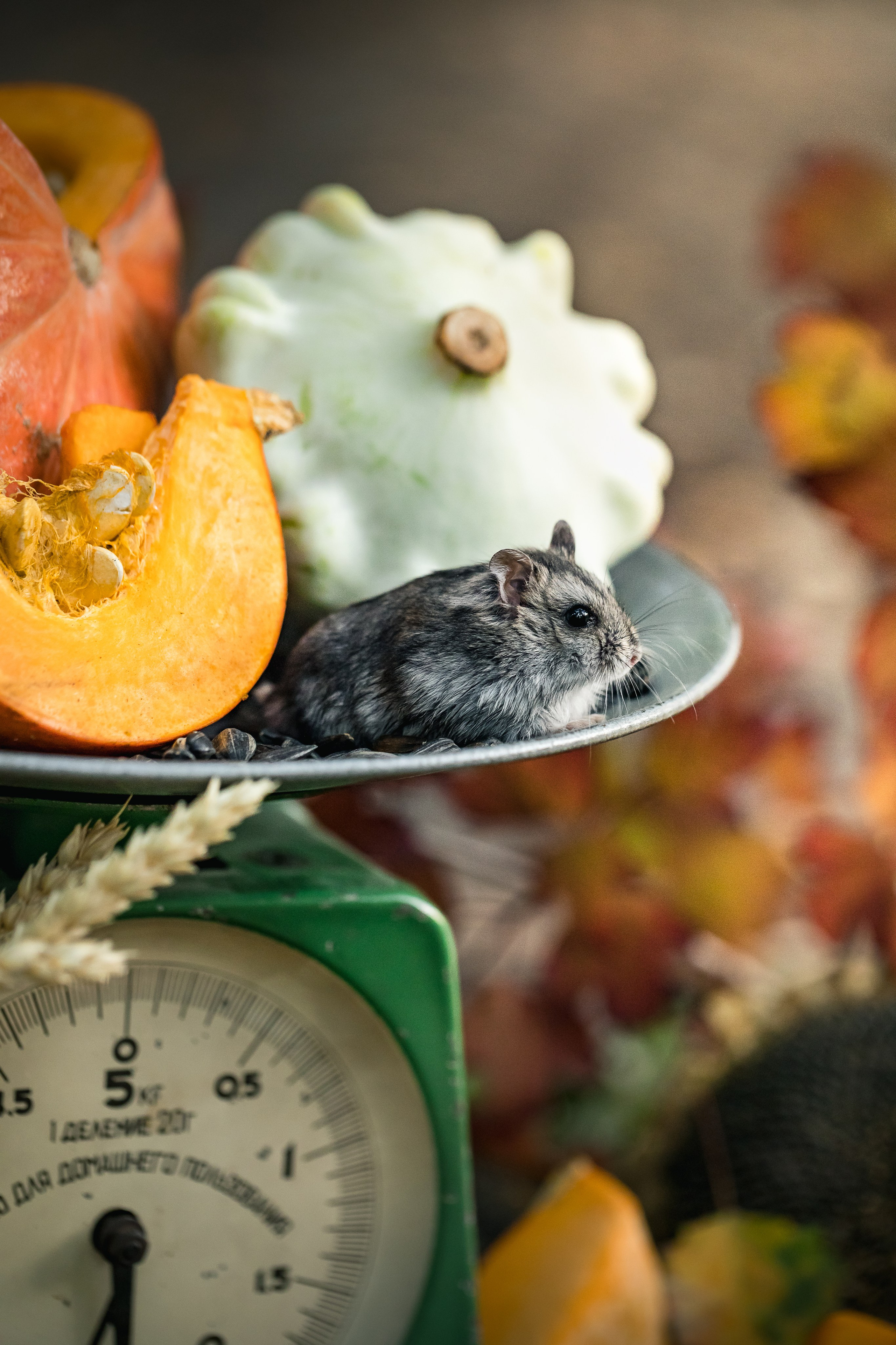 Pumpkins stillife & Halloween. Foodie Stories (гастрономические истории) рекламная фуд-фотосъёмка, Москва