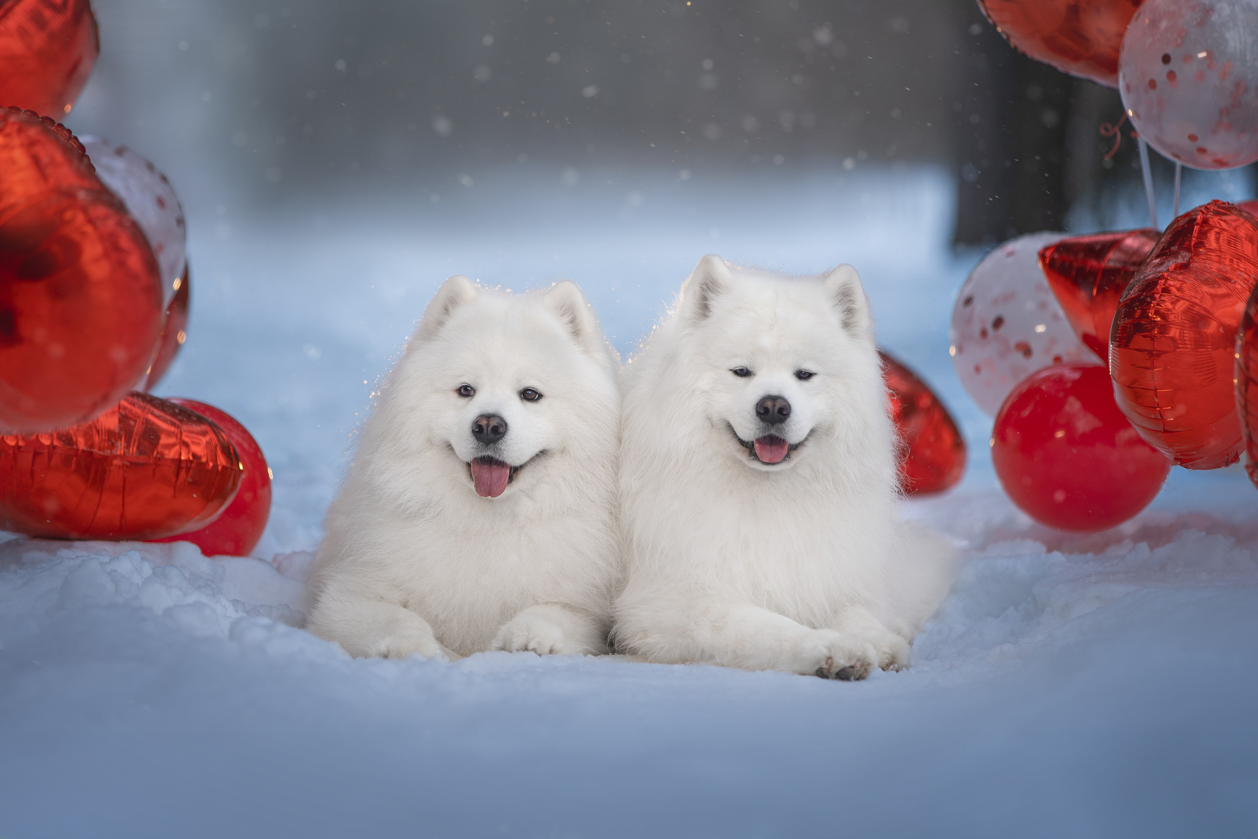 Самоедские мальчишки. Фотограф анималист в Москве Майорова Евгения