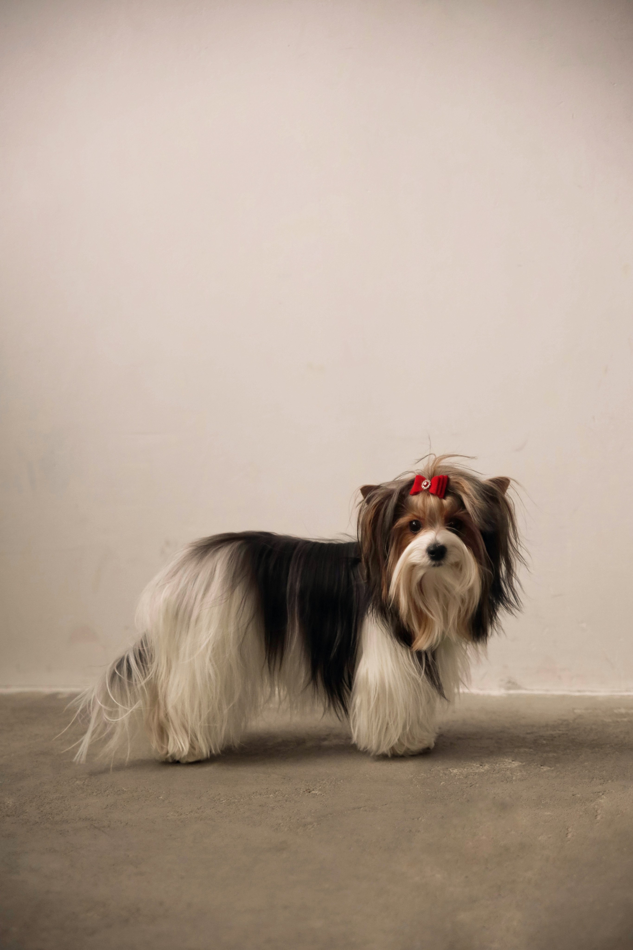 С собаками. Фотограф в Серпухове и Тарусе Ксения Царёва