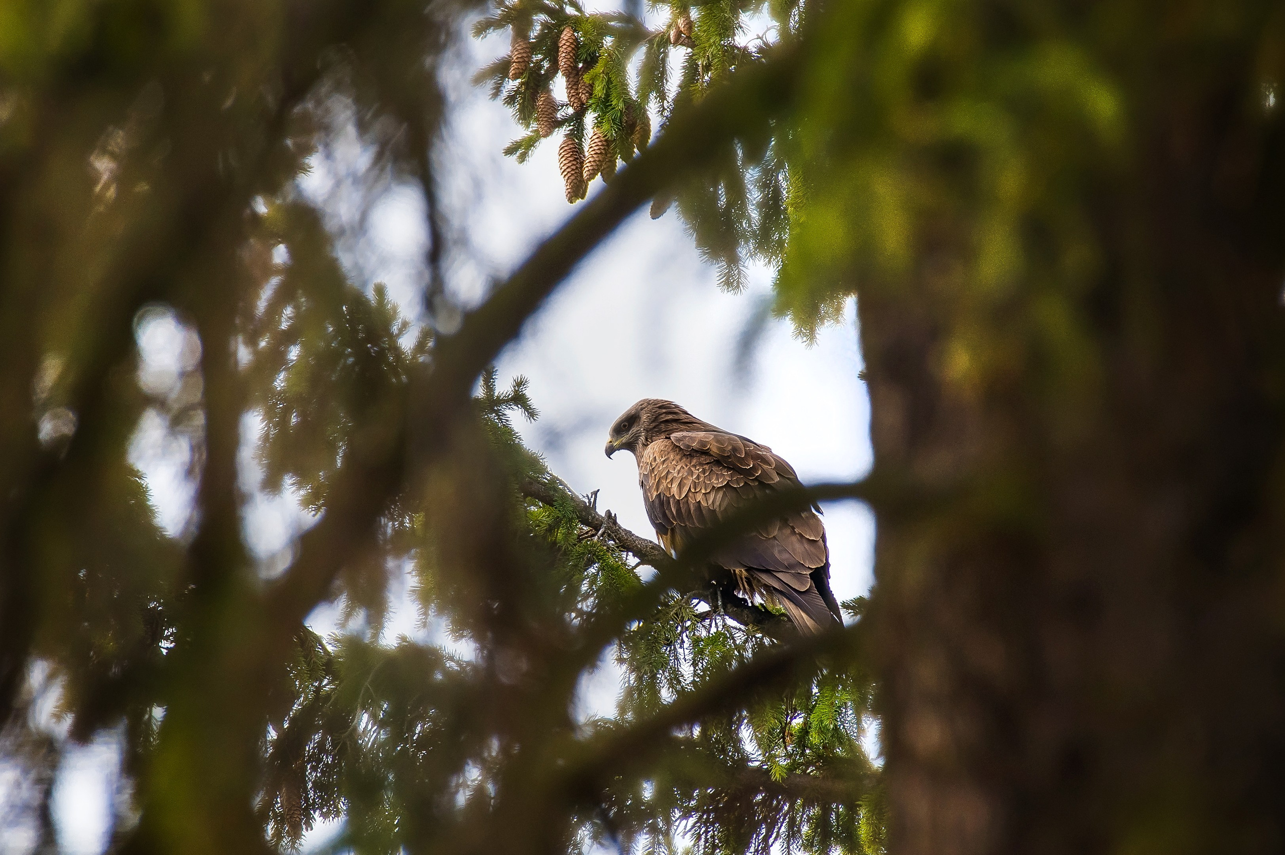 Фотоохота. Репортажный фотограф в Ижевске Константин Ившин
