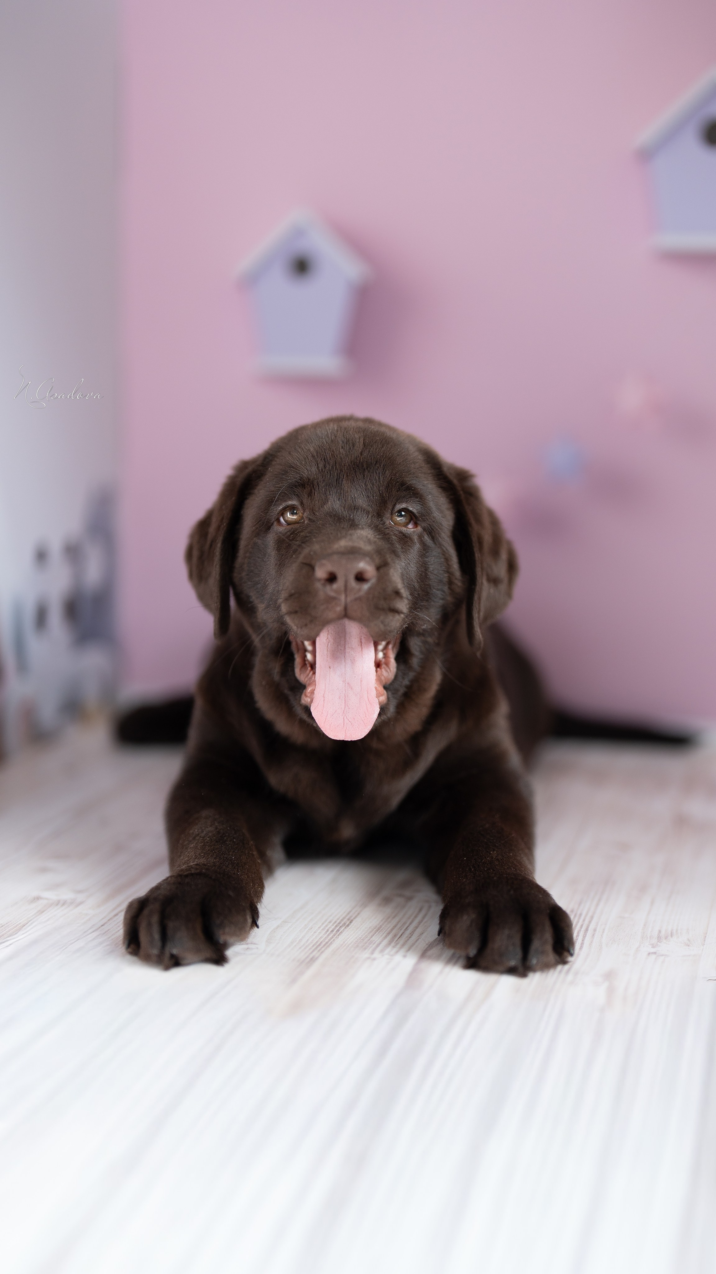 Лабрадор Тейла 2мес. Фотограф-анималист Асадова