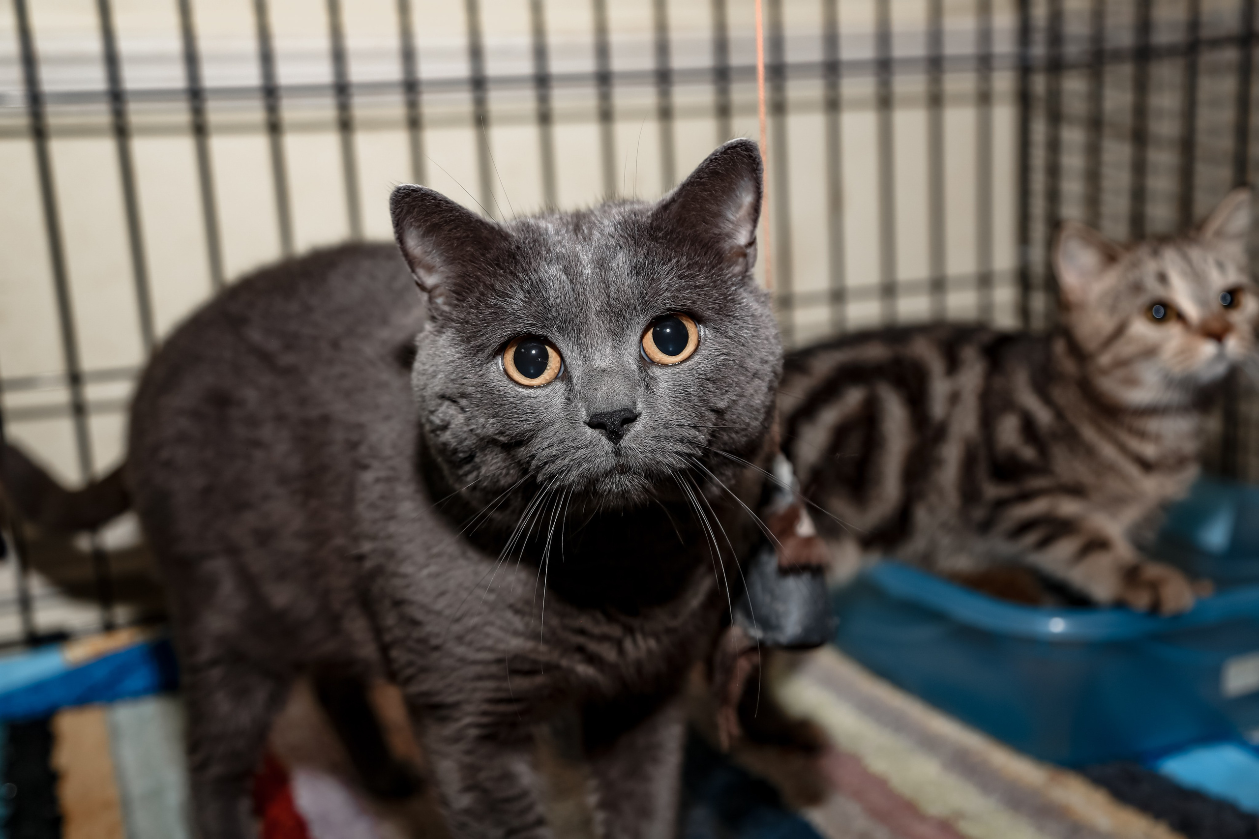 Приют Кошкин Дом Филимоша. Ваш фотограф в Оренбурге Рощупкина Екатерина