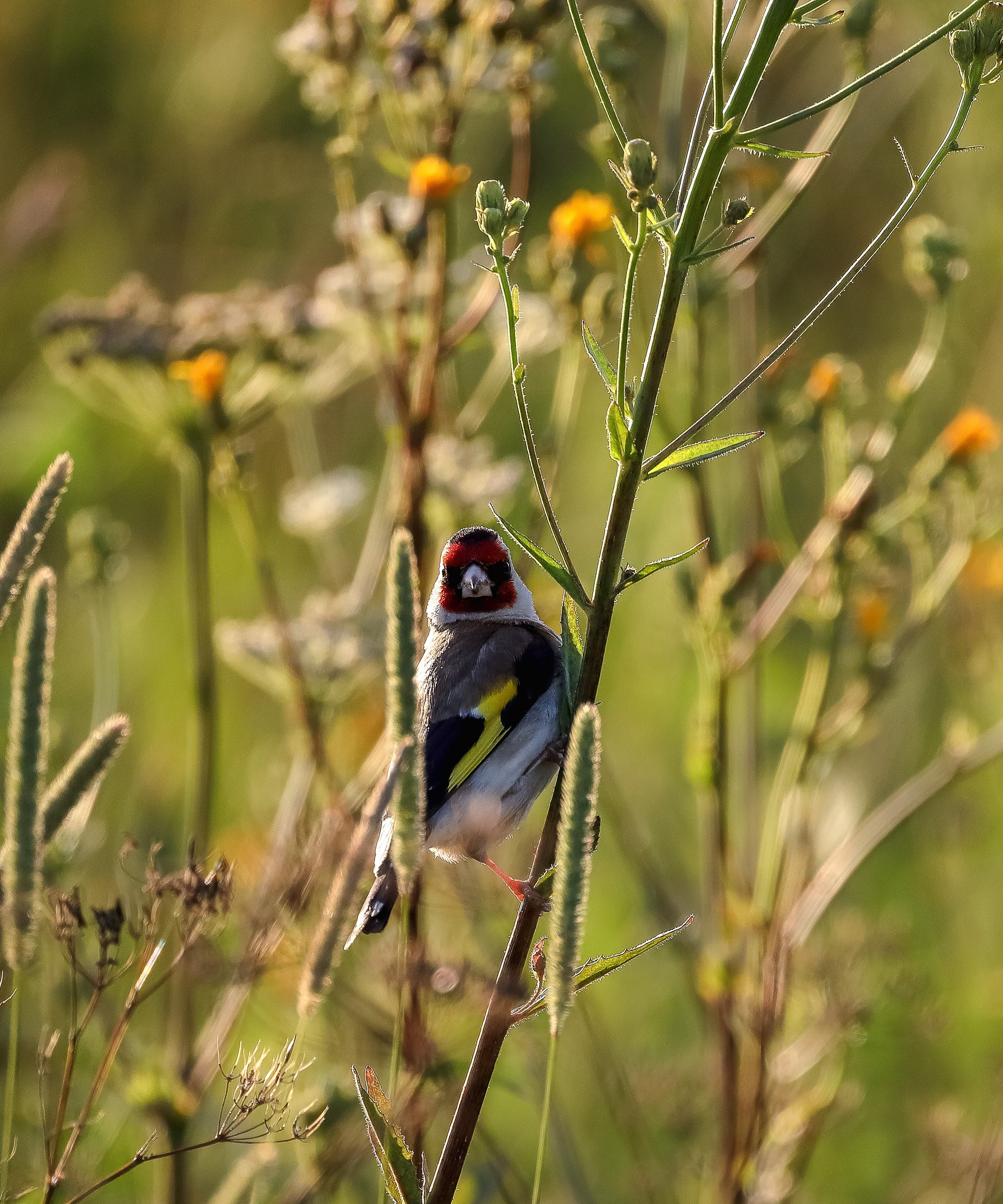 Черноголовый щегол