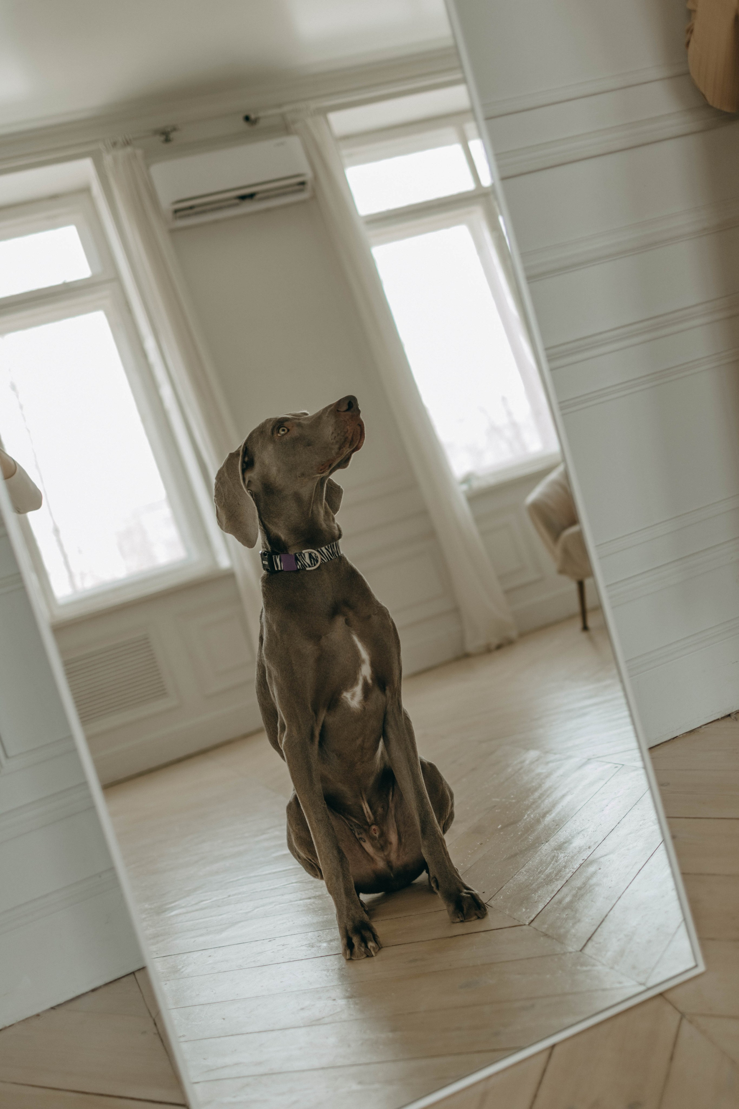 Фотосессия в студии с собакой. Фотограф-анималист в Екатеринбурге | Кристина