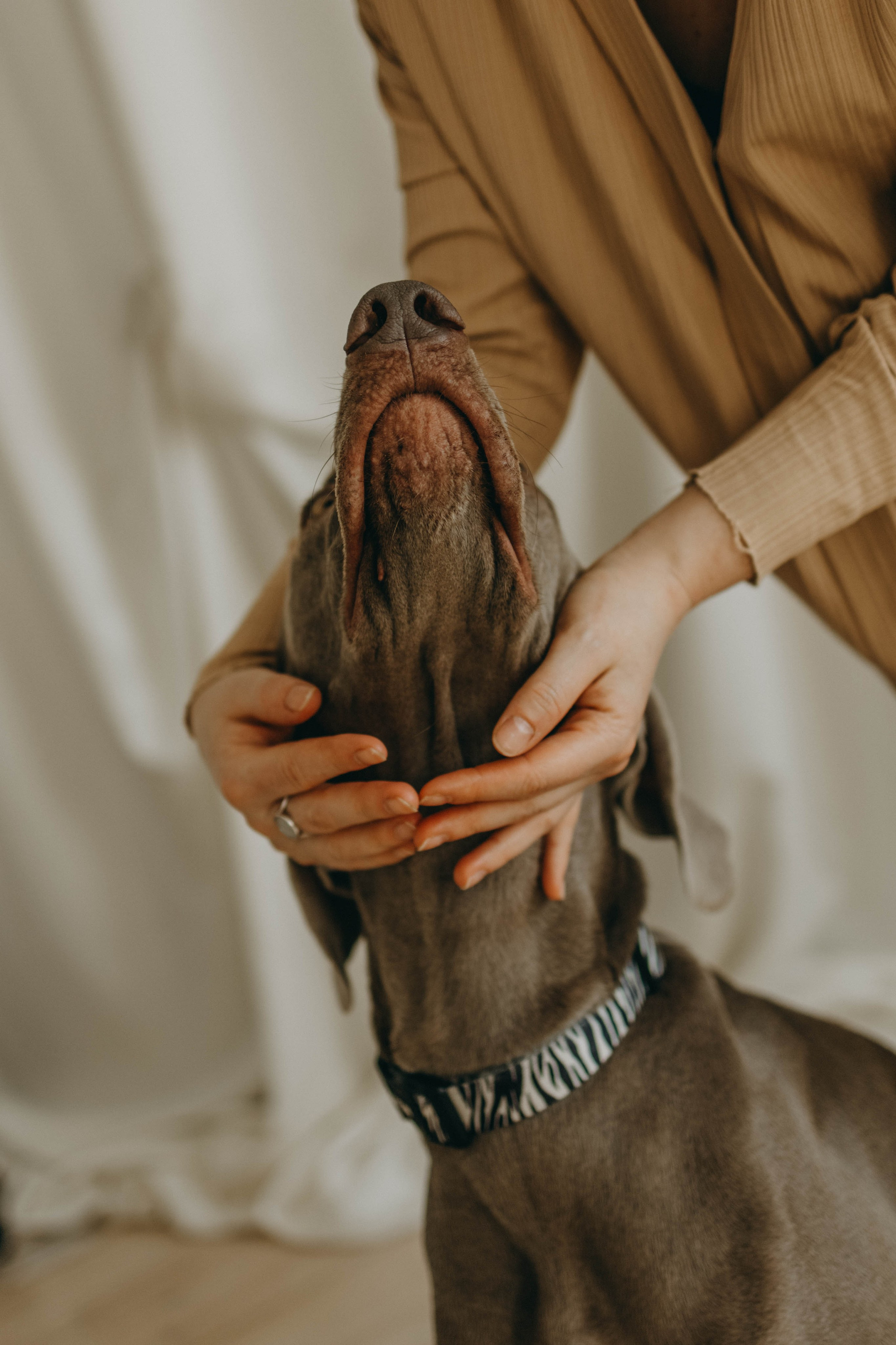 Фотосессия в студии с собакой. Фотограф-анималист в Екатеринбурге | Кристина