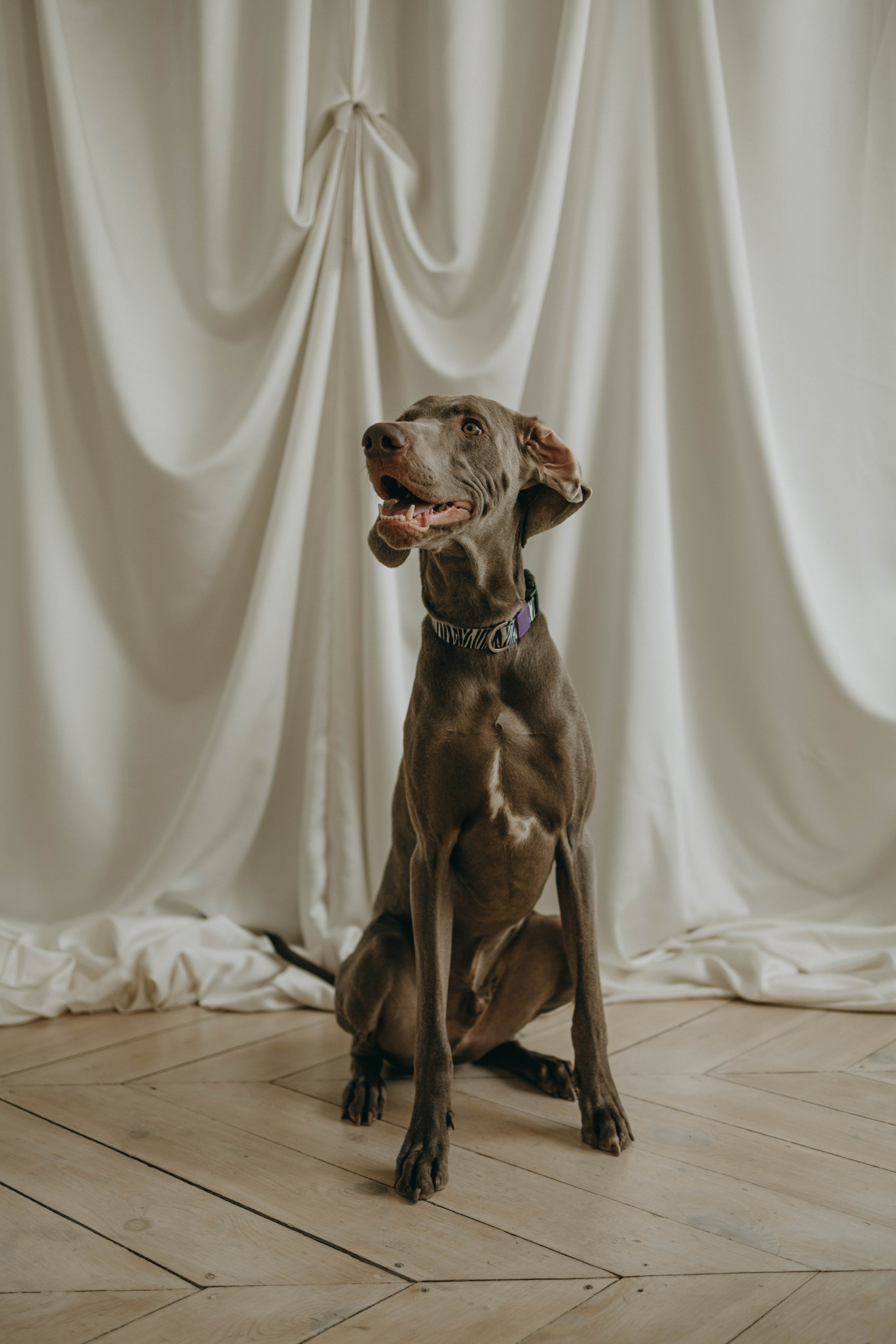 Фотосессия в студии с собакой. Фотограф-анималист в Екатеринбурге | Кристина