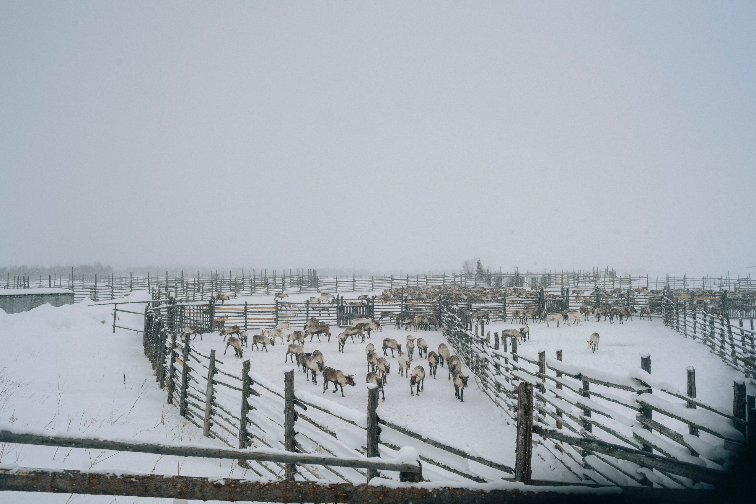 Кораль. На север к оленям. Репортажный фотограф в Сочи — Михаил Мордасов