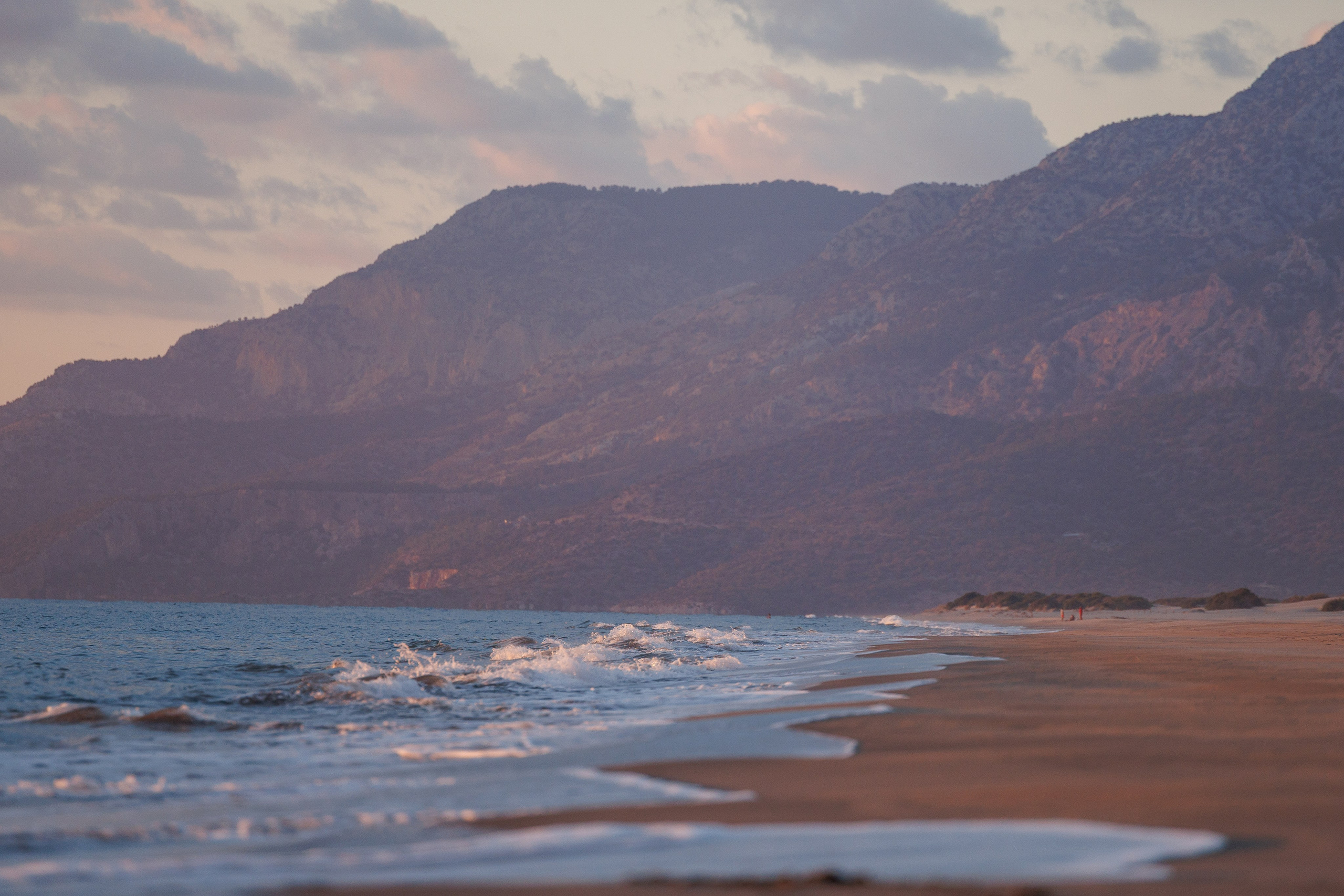 Финик. Фотограф анималист в Казани Алина Сулейманова. Фотограф животных