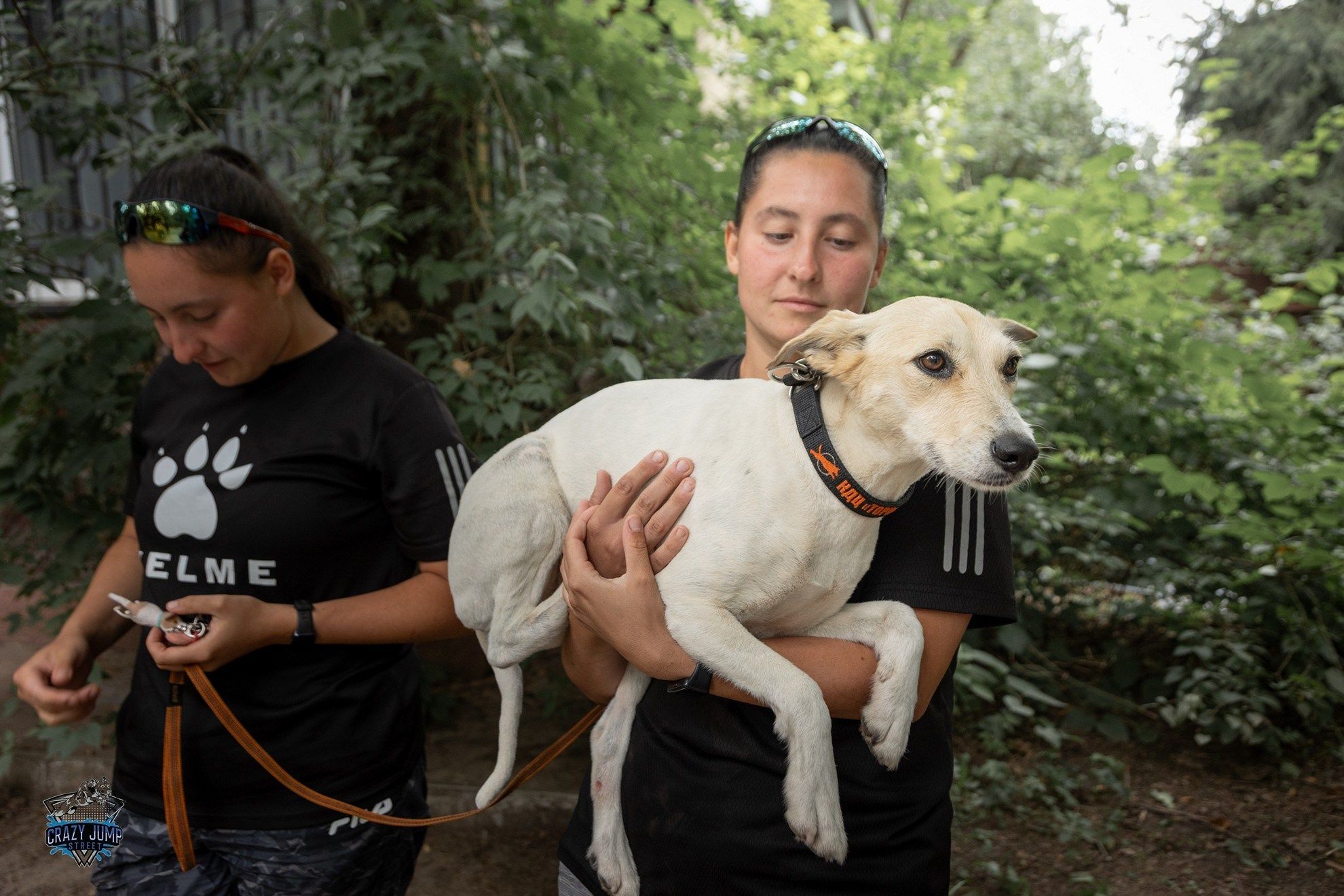 Собаки, спорт, Док дайвинг. Свадебный и репортажный фотограф в Москве и Московской области
